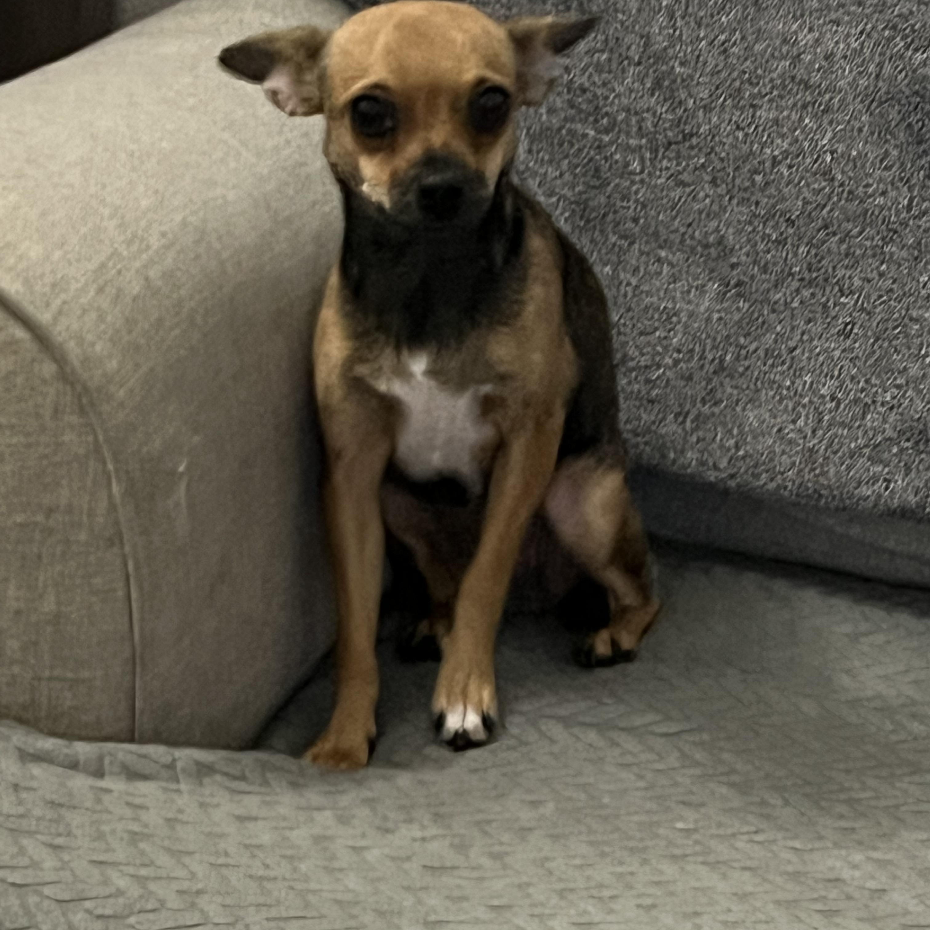 Enlarge Faye, a Adoptable Chihuahua in Phoenix, AZ image 3/4