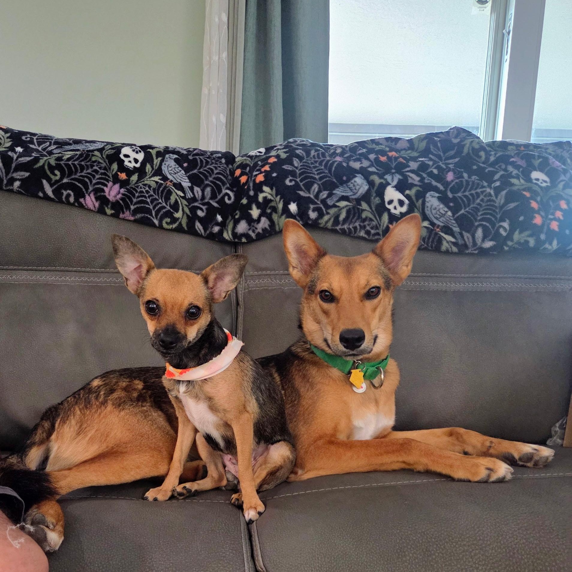 Enlarge Faye, a Adoptable Chihuahua in Phoenix, AZ image 3/4