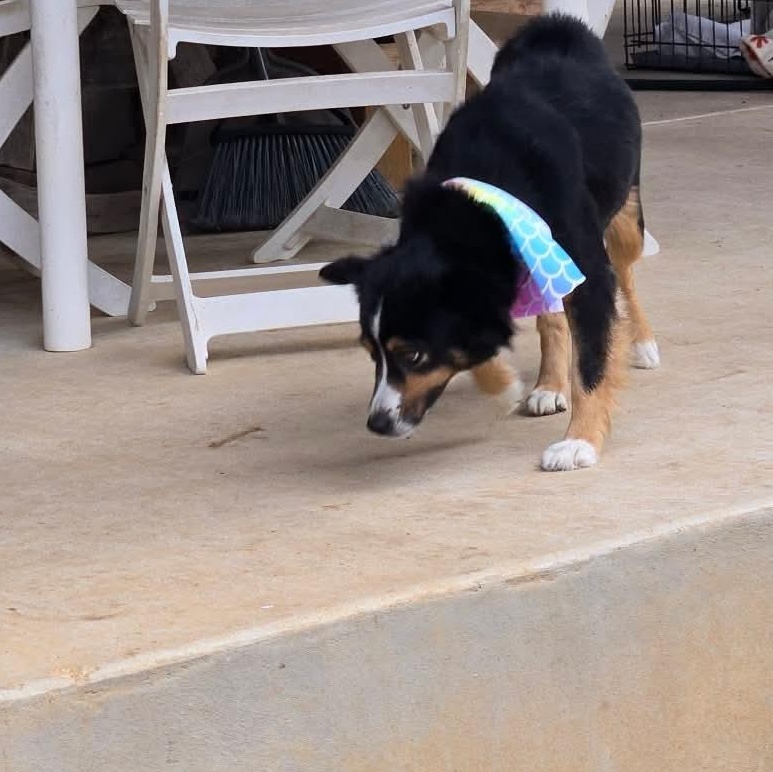 Enlarge Lassie, a ADOPTABLE Australian Shepherd in Winter, WI image 1/1
