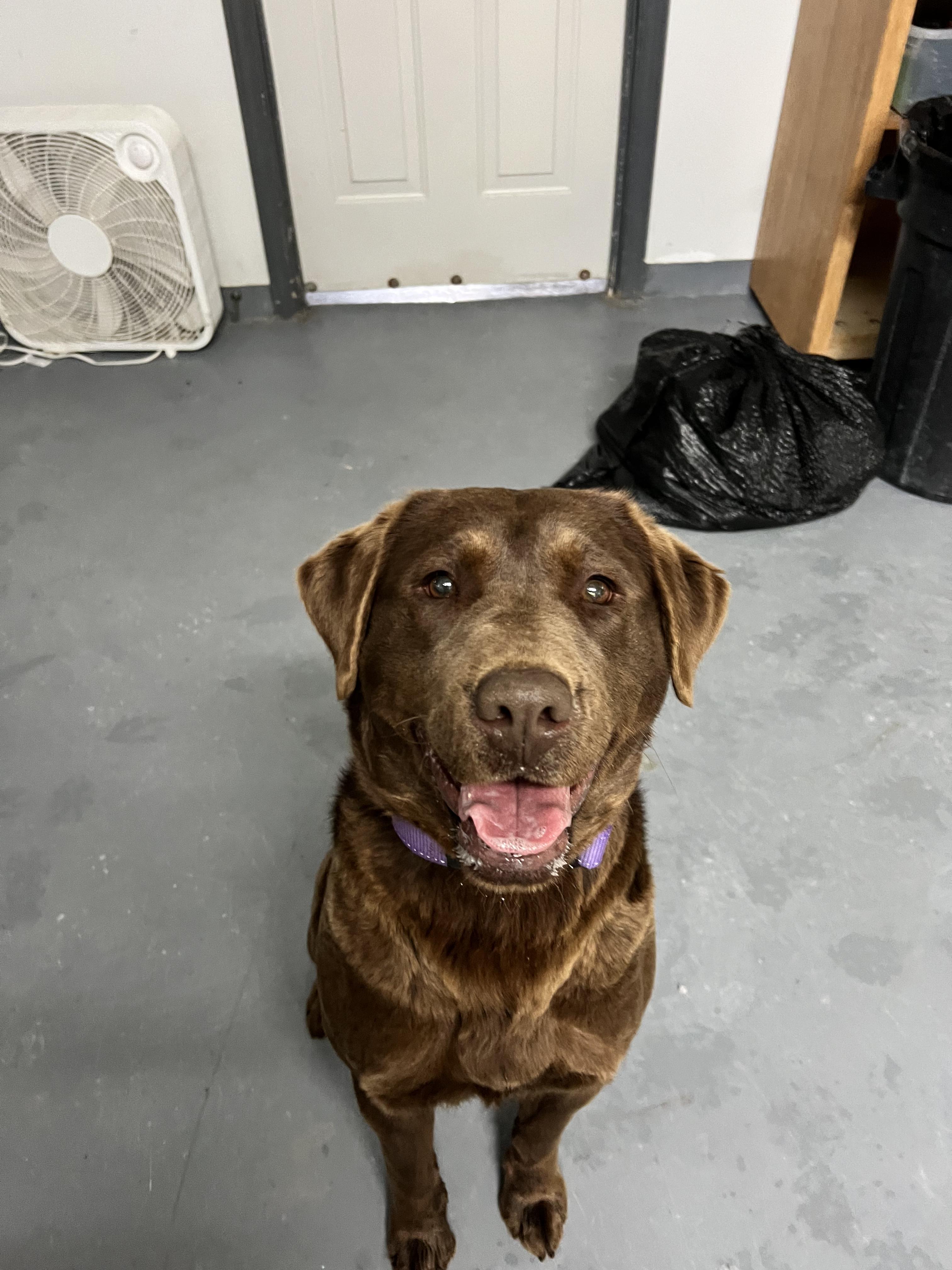 Maple, ADOPTABLE, Adult Female Chocolate Labrador Retriever.