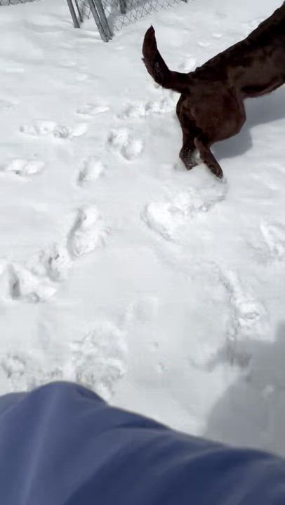 Enlarge Maple, a ADOPTABLE Chocolate Labrador Retriever in Thompson, MB video 2/2