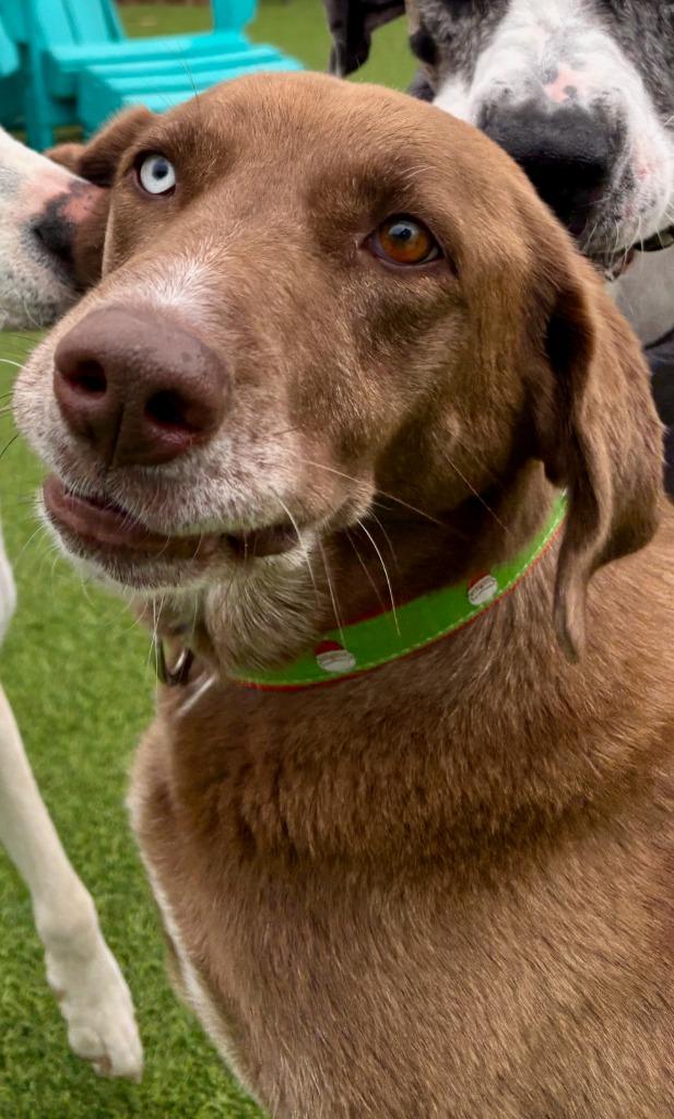 Enlarge Courtney, a Adoptable mixed breed in Little Rock, AR image 1/6