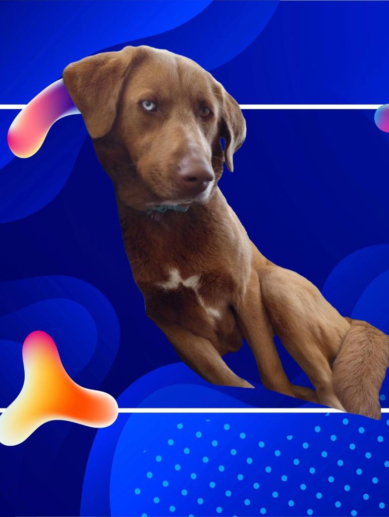 Enlarge Courtney, a Adoptable mixed breed in Little Rock, AR image 1/6