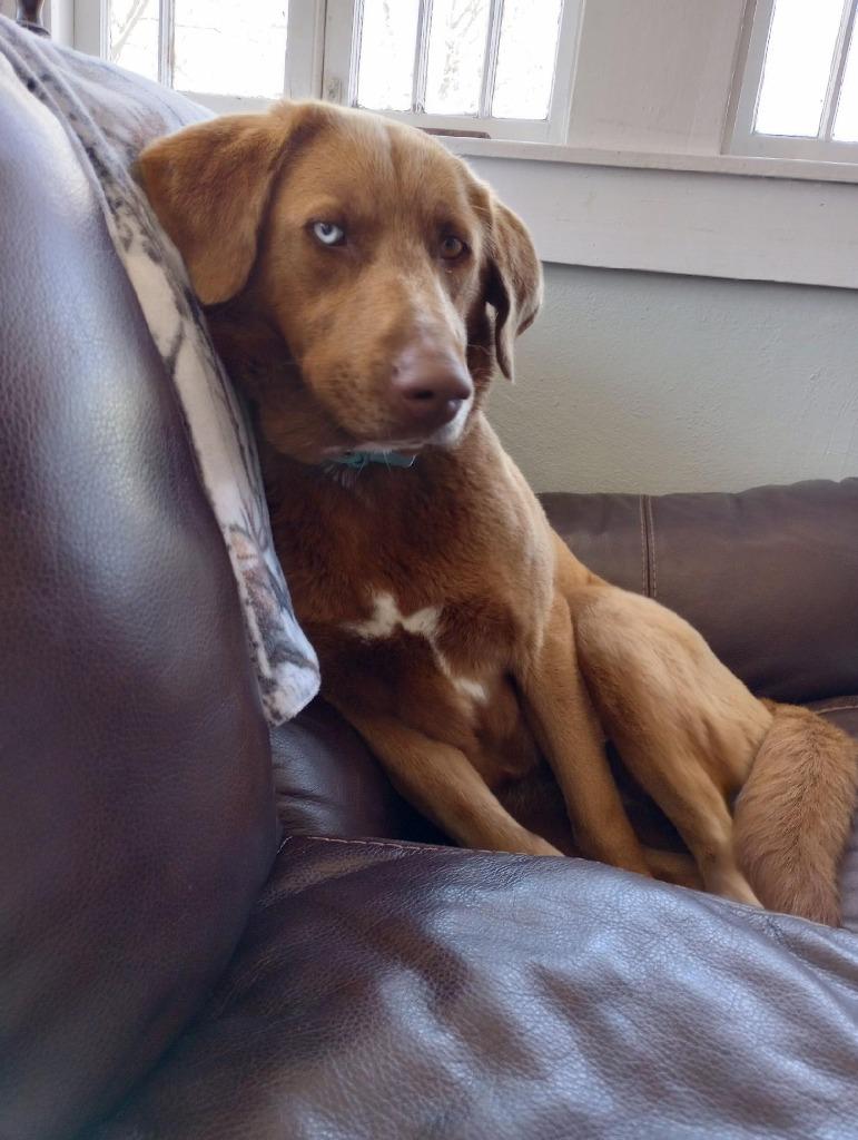 Enlarge Courtney, a Adoptable mixed breed in Little Rock, AR image 2/6