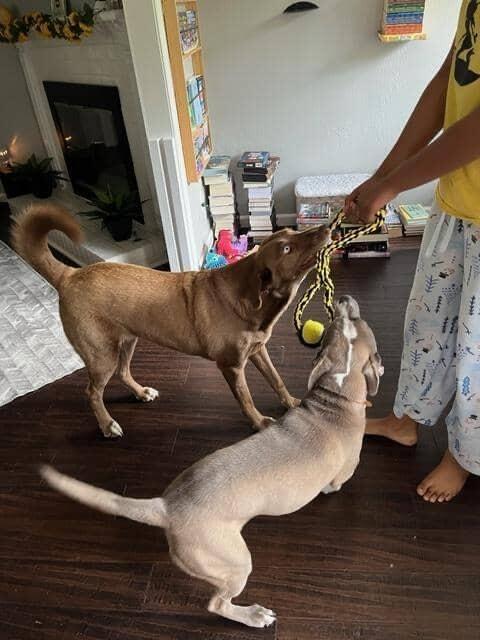 Enlarge Courtney, a Adoptable mixed breed in Little Rock, AR image 3/6