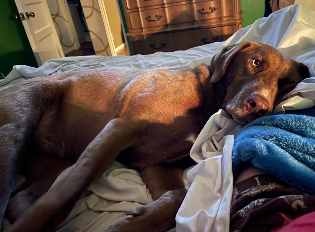 Enlarge Courtney, a Adoptable mixed breed in Little Rock, AR image 4/6