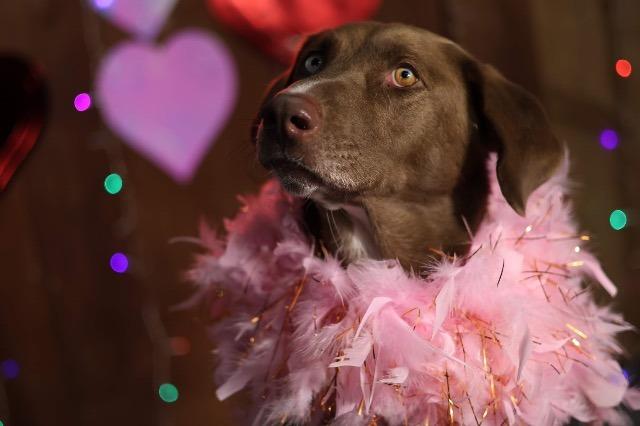 Enlarge Courtney, a Adoptable mixed breed in Little Rock, AR image 5/6