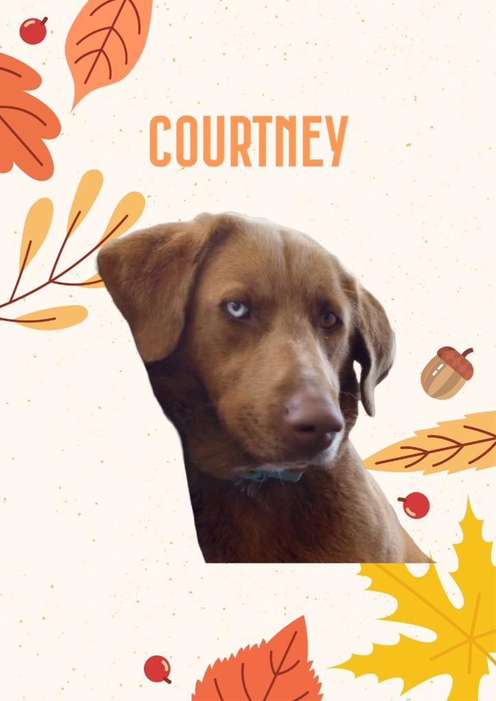 Enlarge Courtney, a Adoptable mixed breed in Little Rock, AR image 6/6