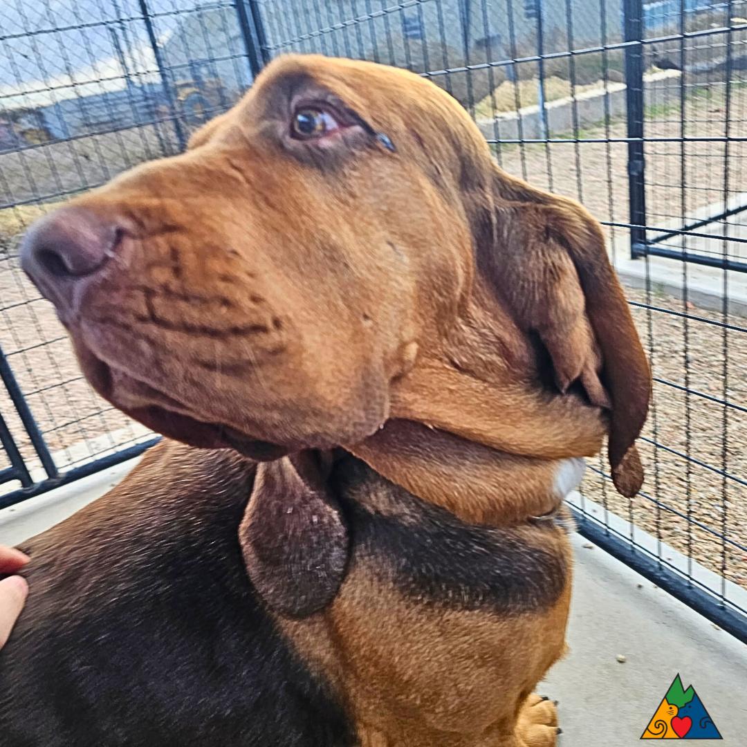 Buford, a Adopted Bloodhound in Douglas, WY image 1/3