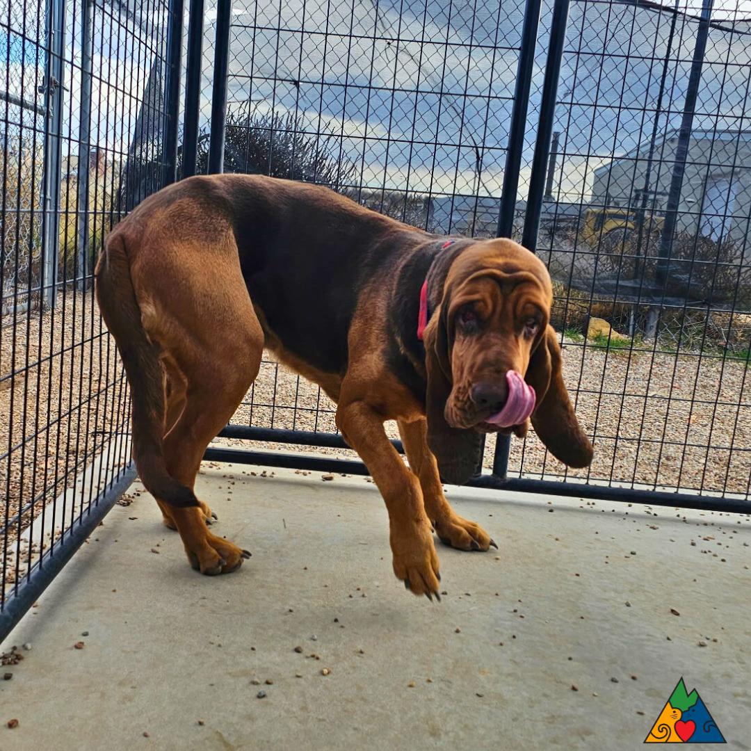 Buford, a Adopted Bloodhound in Douglas, WY image 2/3
