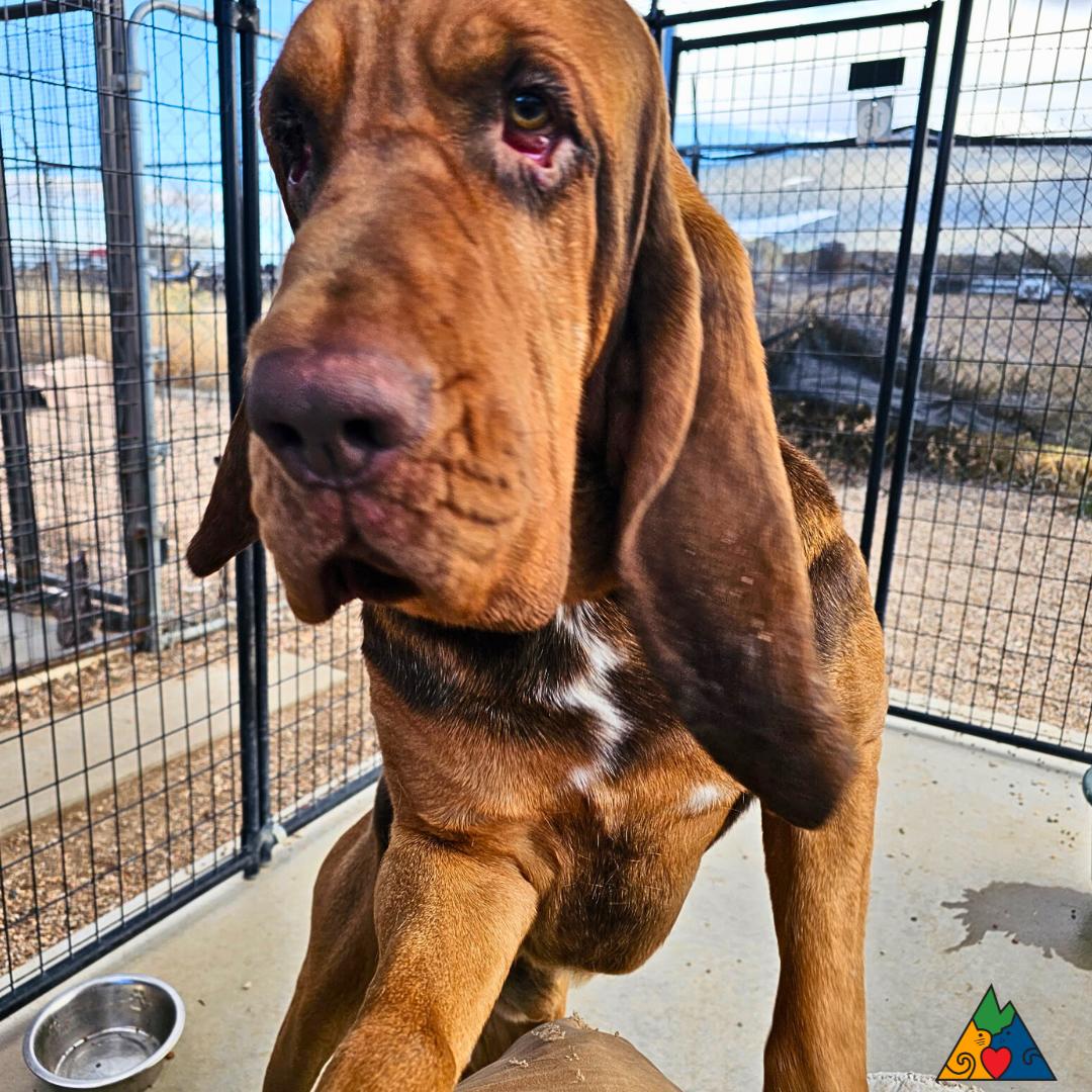 Buford, a Adopted Bloodhound in Douglas, WY image 3/3