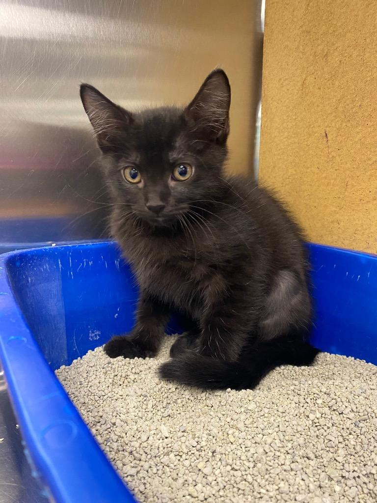 Reagan, Adoptable, Kitten Female Domestic Short Hair.