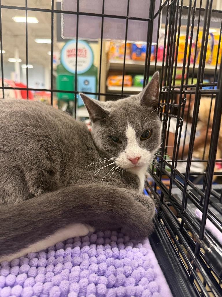Darwin, Adoptable, Young Male Domestic Short Hair.
