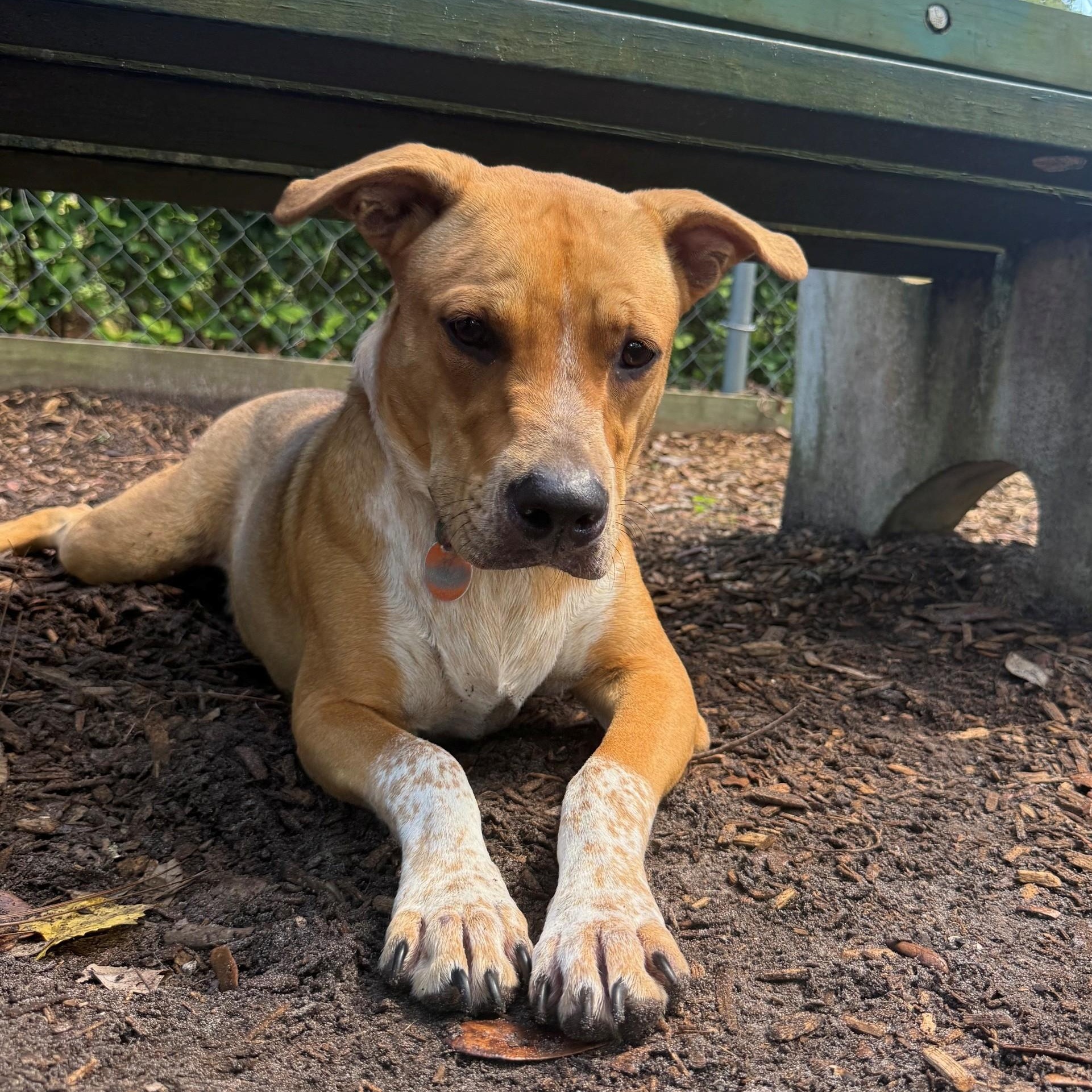 Peanut, Adoptable, Young Male Black Mouth Cur.