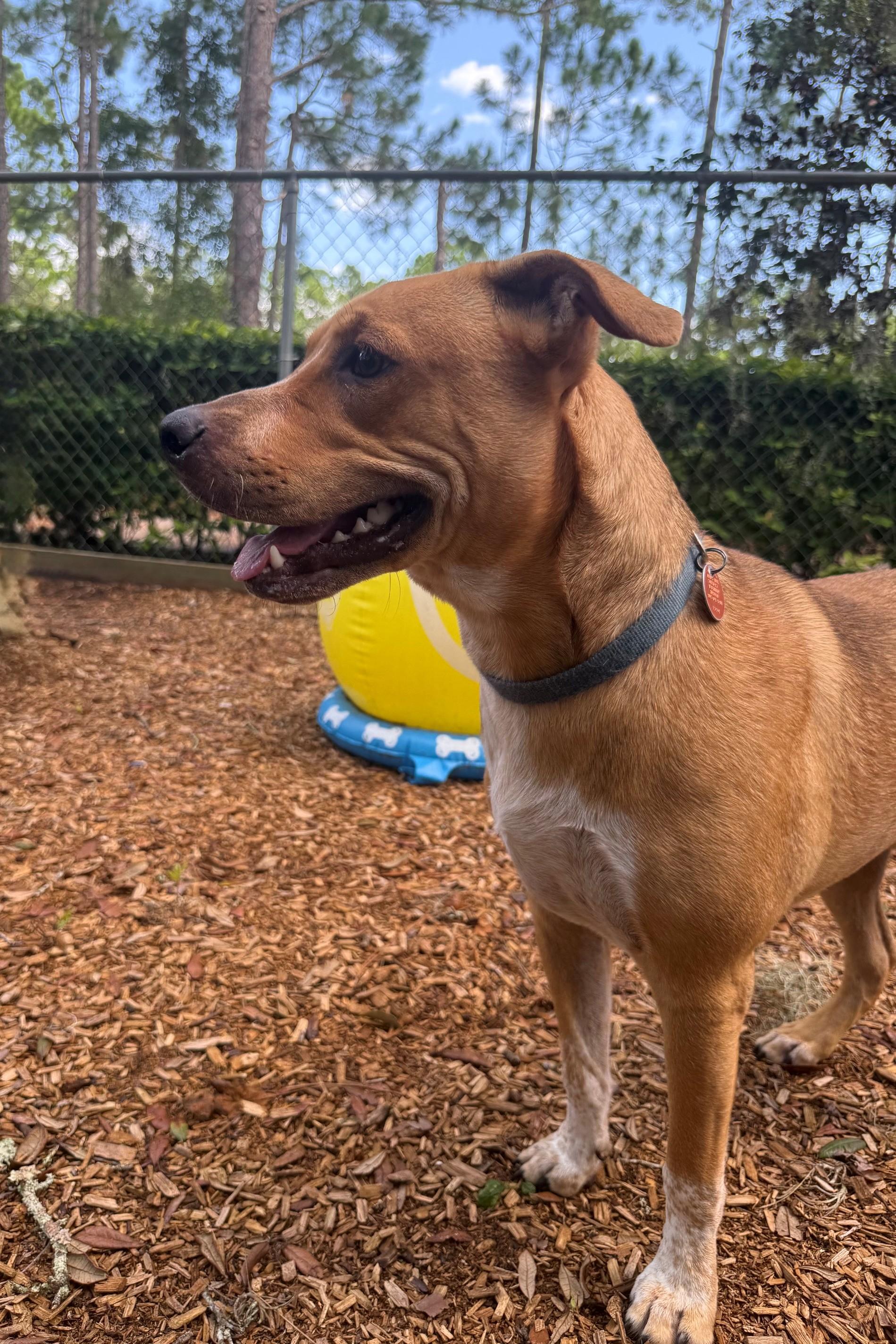 Enlarge Peanut, a Adopted mixed breed in St. Augustine, FL image 2/2