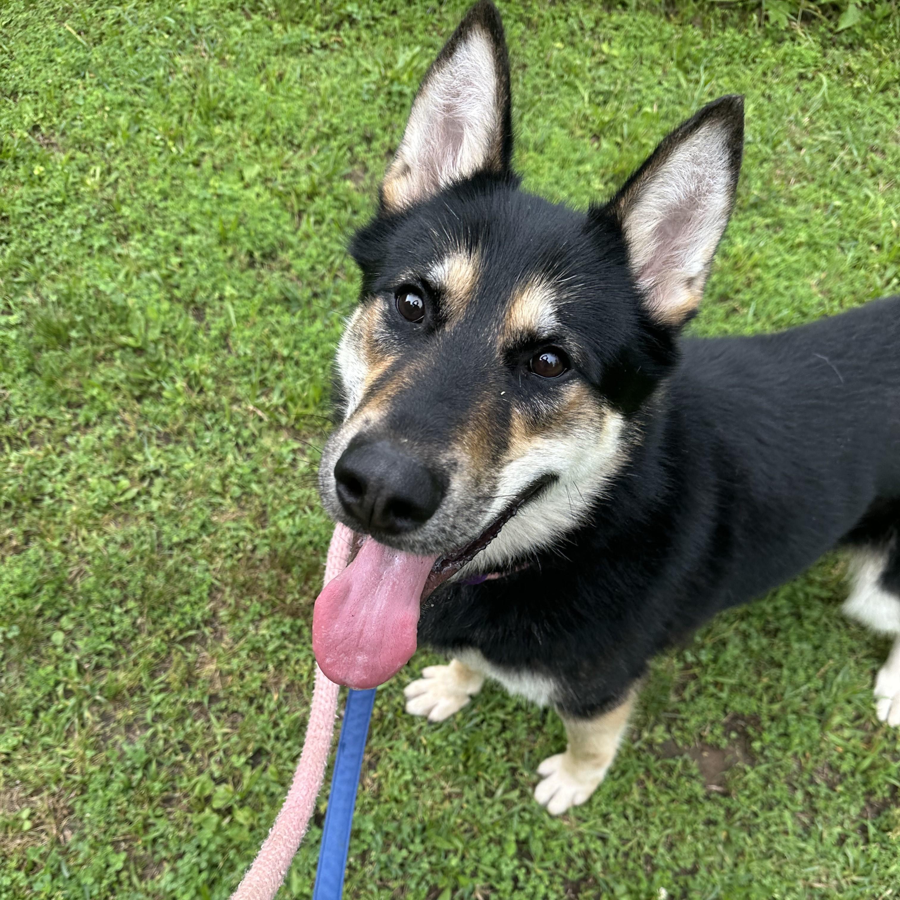 Carson, a Adoptable mixed breed in Phoenixville, PA image 5/6