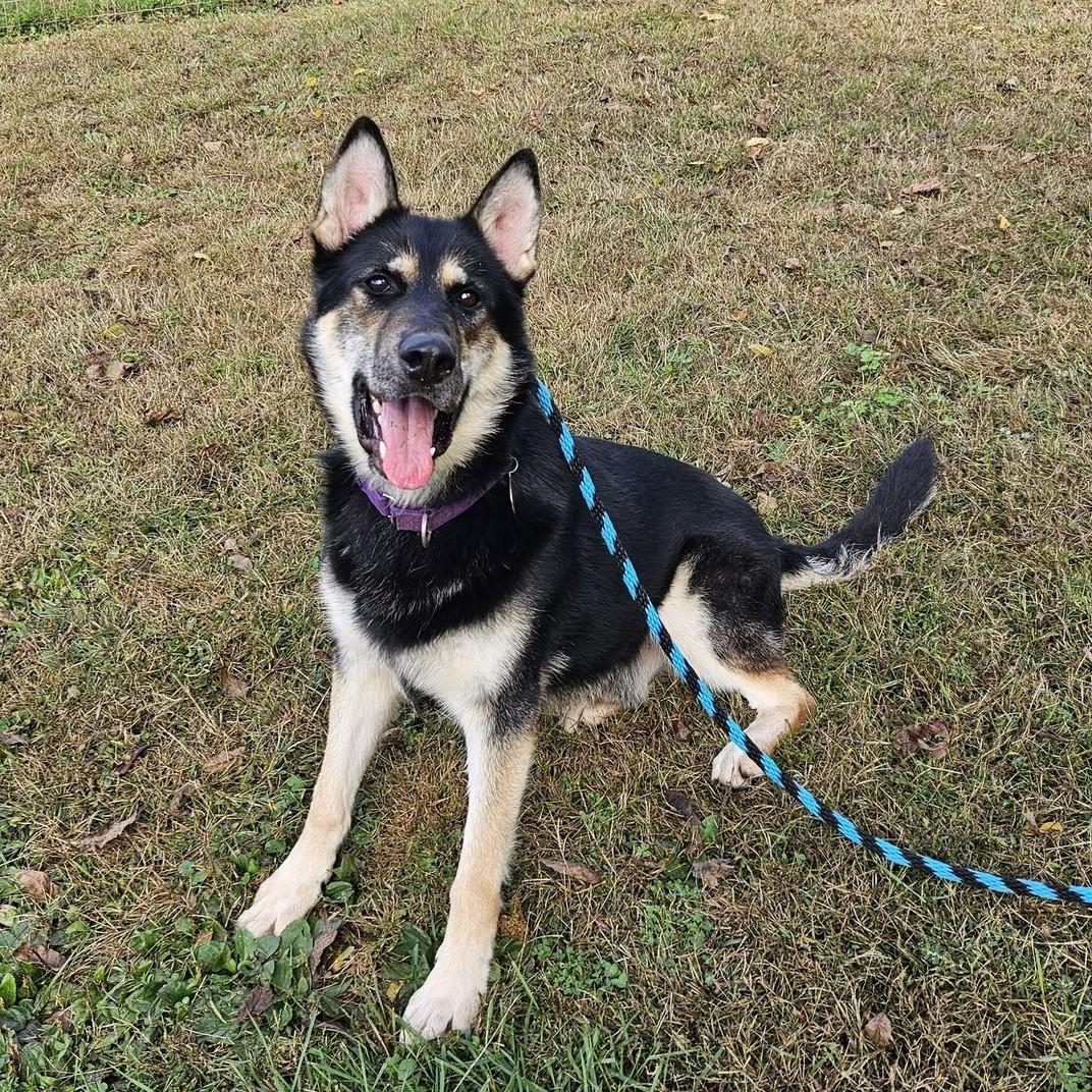 Carson, a Adoptable mixed breed in Phoenixville, PA image 2/6