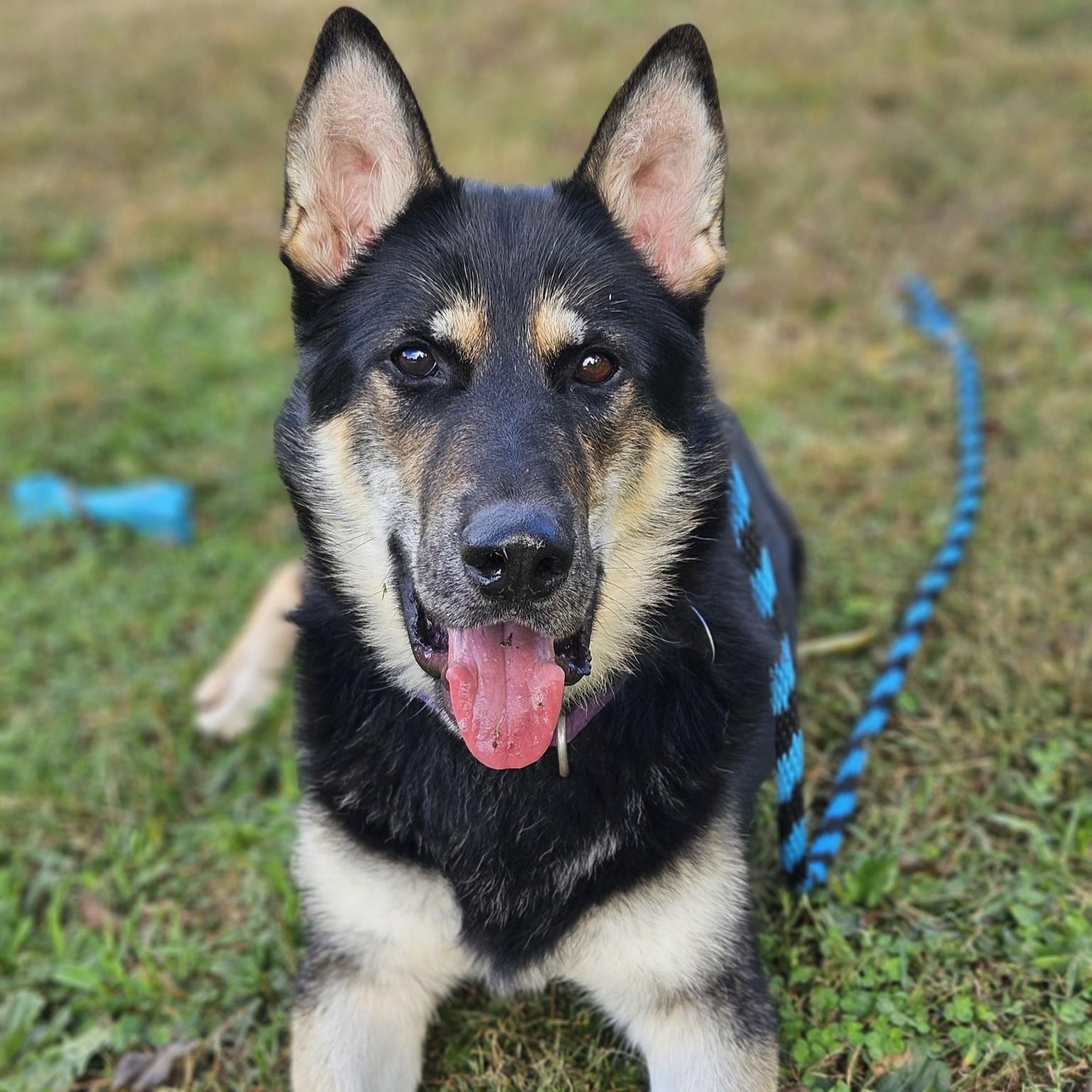 Carson, Adoptable, Adult Male German Shepherd Dog & Husky.