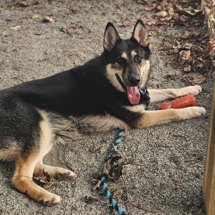 Carson, a Adoptable mixed breed in Phoenixville, PA image 4/6