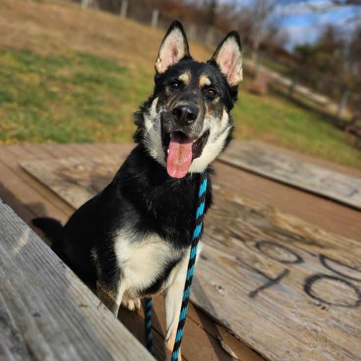 Carson, a Adoptable mixed breed in Phoenixville, PA image 3/6