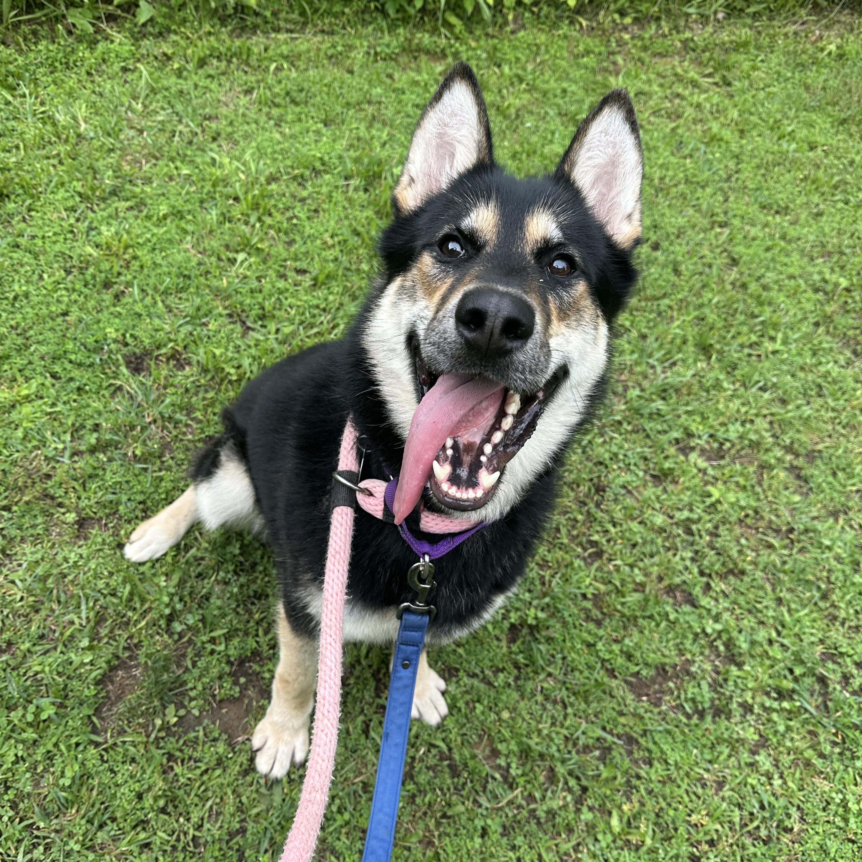Carson, a Adoptable mixed breed in Phoenixville, PA image 6/6