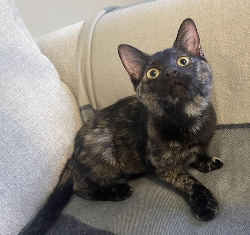 Misty #it-takes-a-village-litter