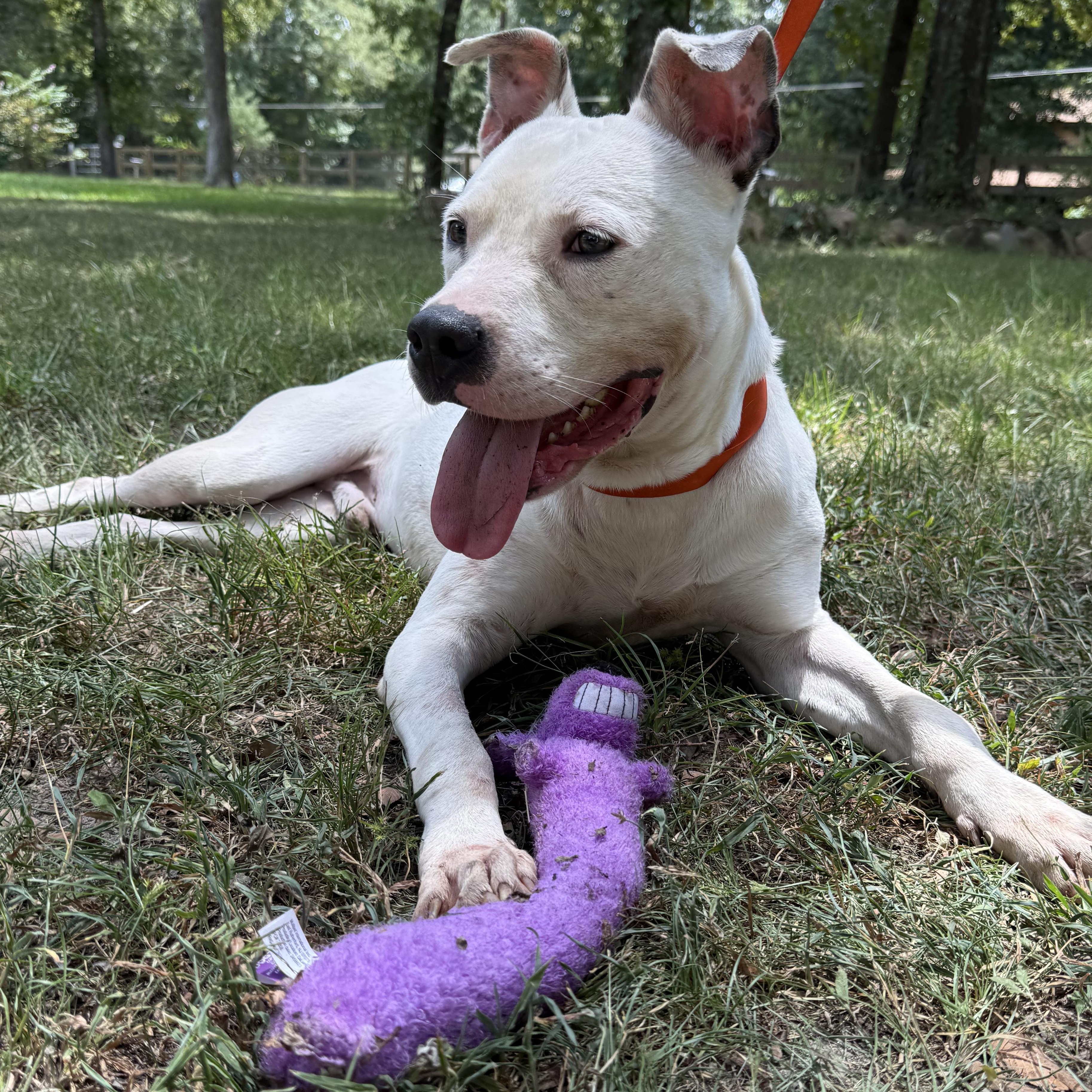 Freckles, a Adoptable mixed breed in Des Moines , IA image 4/6