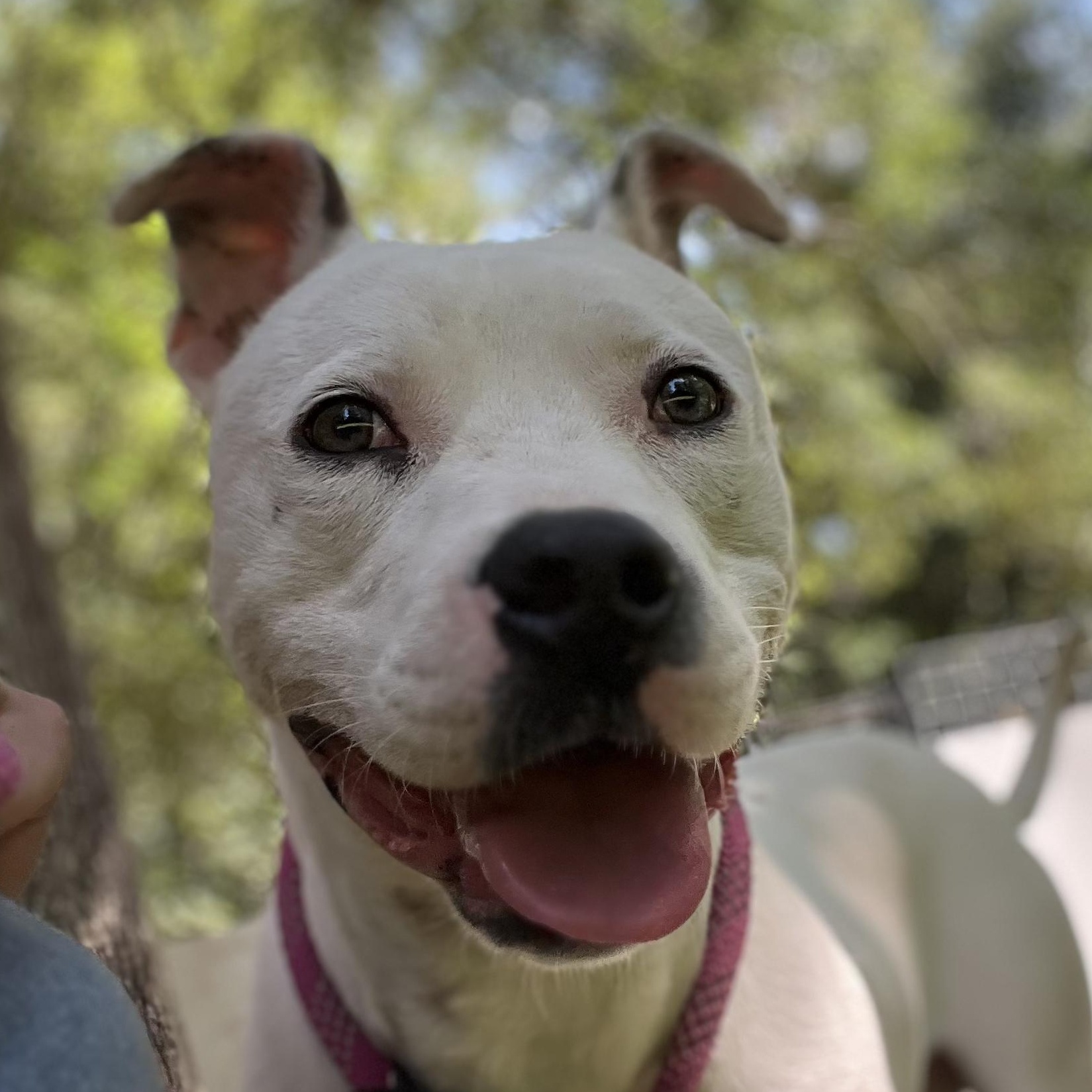 Freckles, a Adoptable mixed breed in Des Moines , IA image 5/6