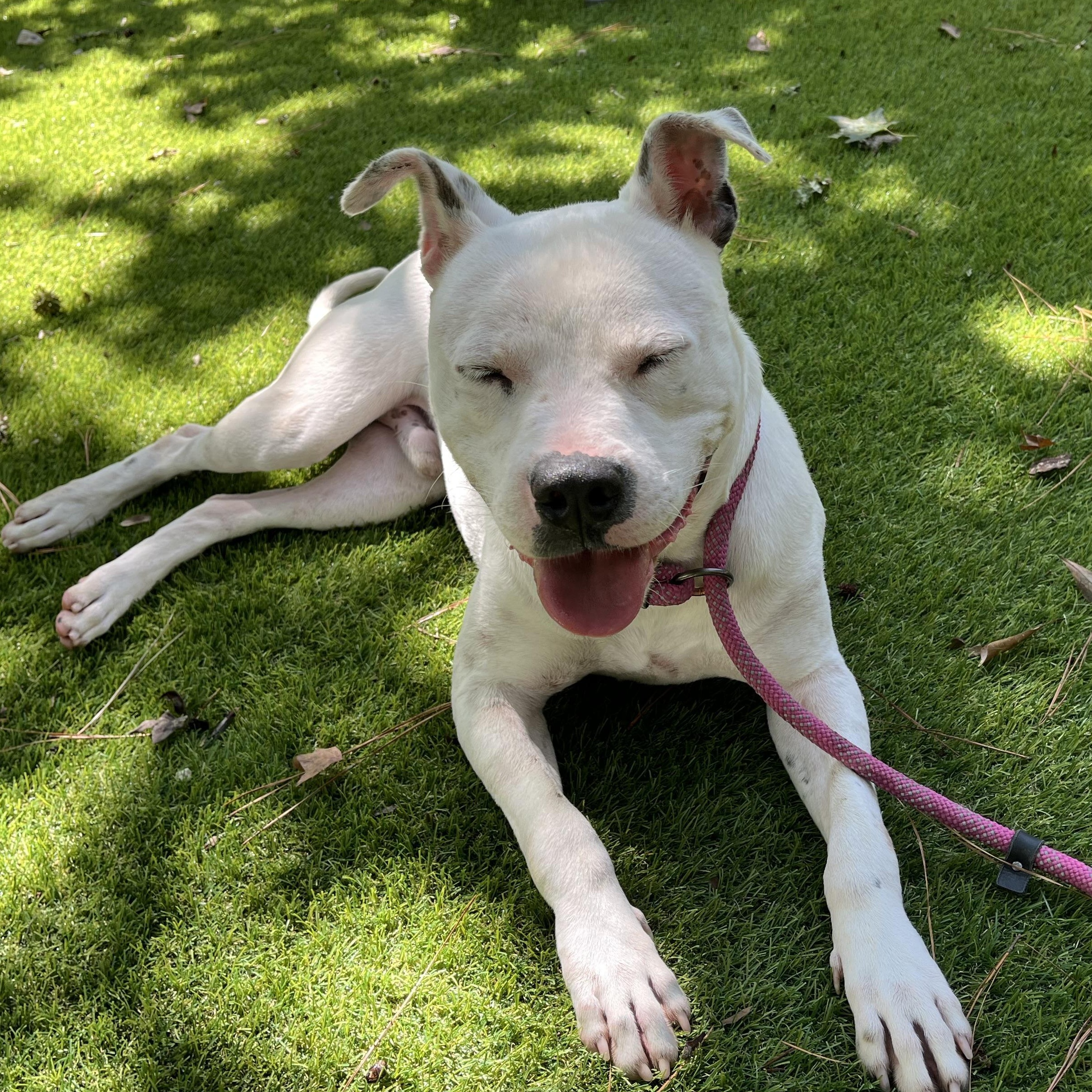 Freckles, Adoptable, Adult Male Pit Bull Terrier & Labrador Retriever.