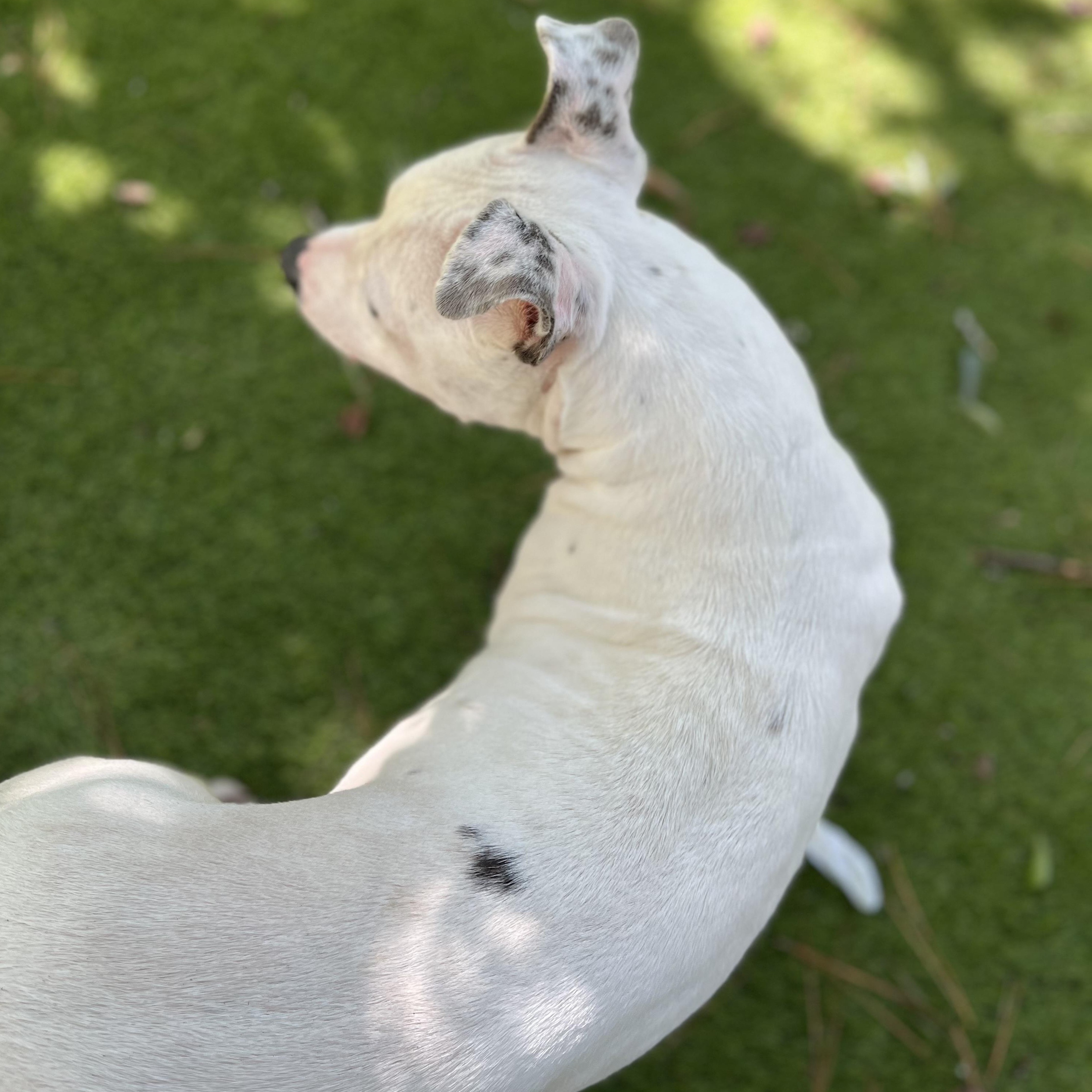 Freckles, a Adoptable mixed breed in Des Moines , IA image 6/6