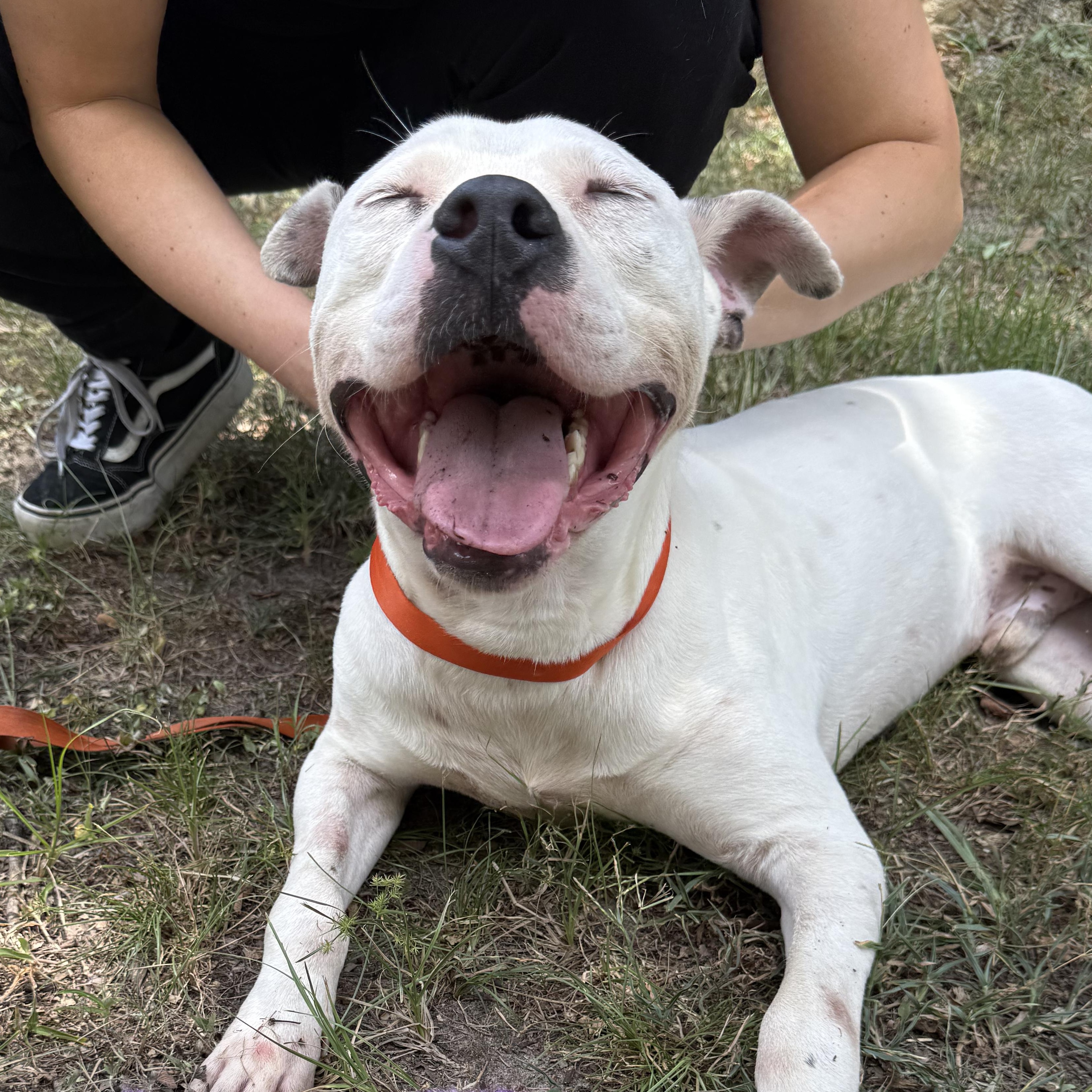 Freckles, a Adoptable mixed breed in Des Moines , IA image 3/6