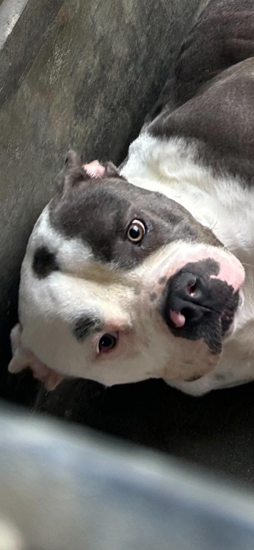 Silvio, Adoptable, Adult Male American Bully.