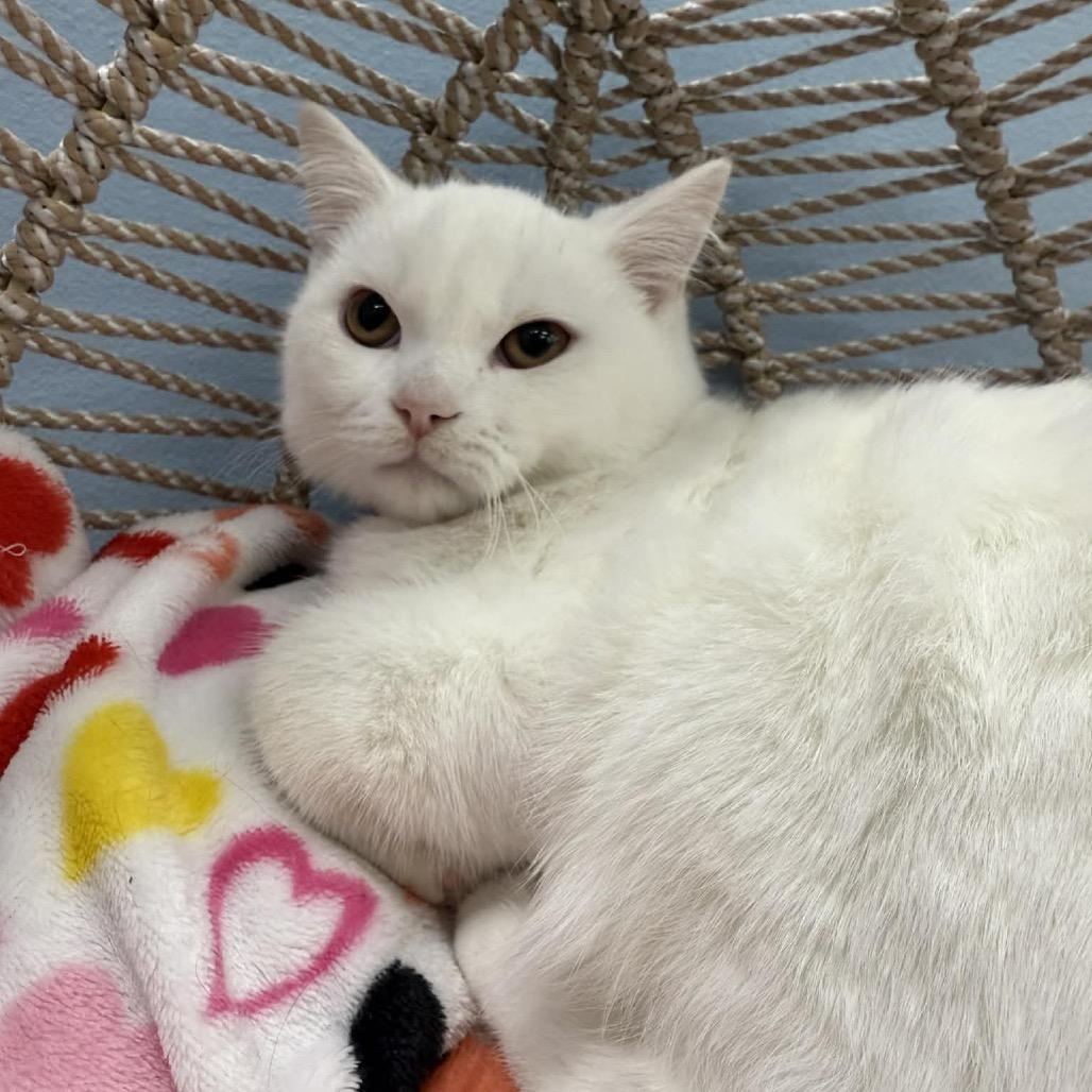 Enlarge Mr.Tinkles, a Adoptable Domestic Short Hair in Pasadena , MD image 1/1