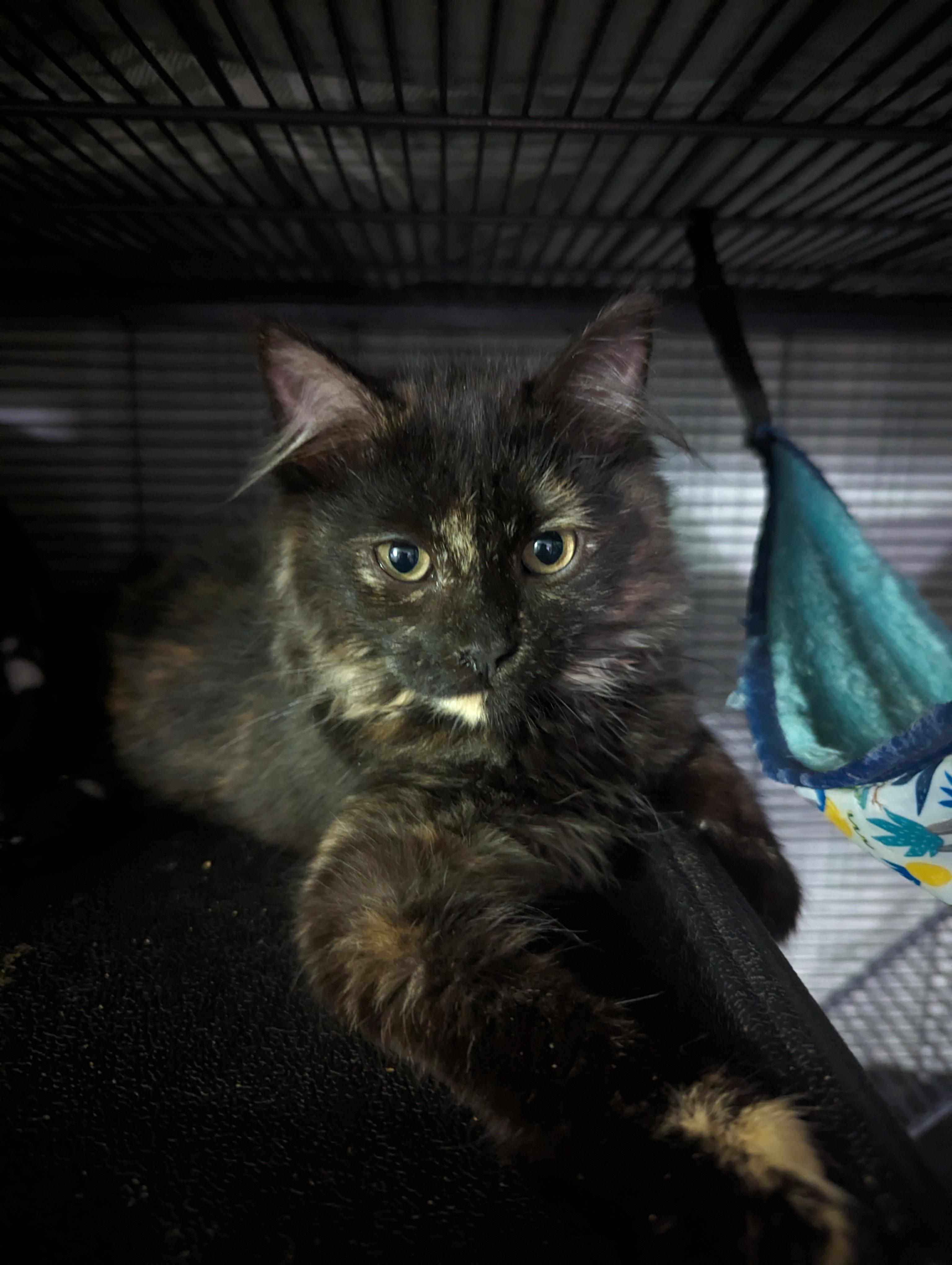 Miso, a Adopted Domestic Medium Hair in Wasilla, AK image 2/6