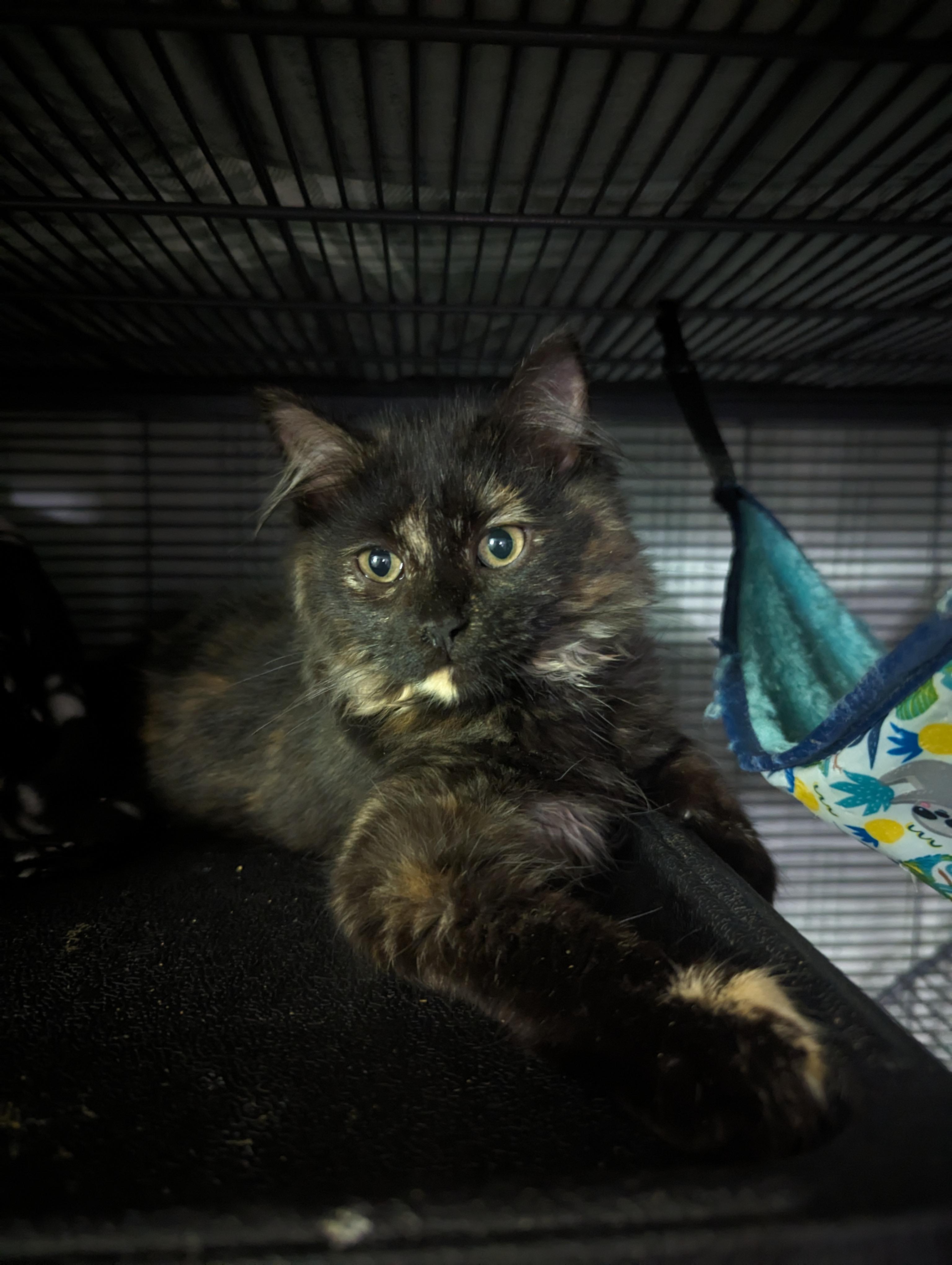 Miso, a Adopted Domestic Medium Hair in Wasilla, AK image 3/6