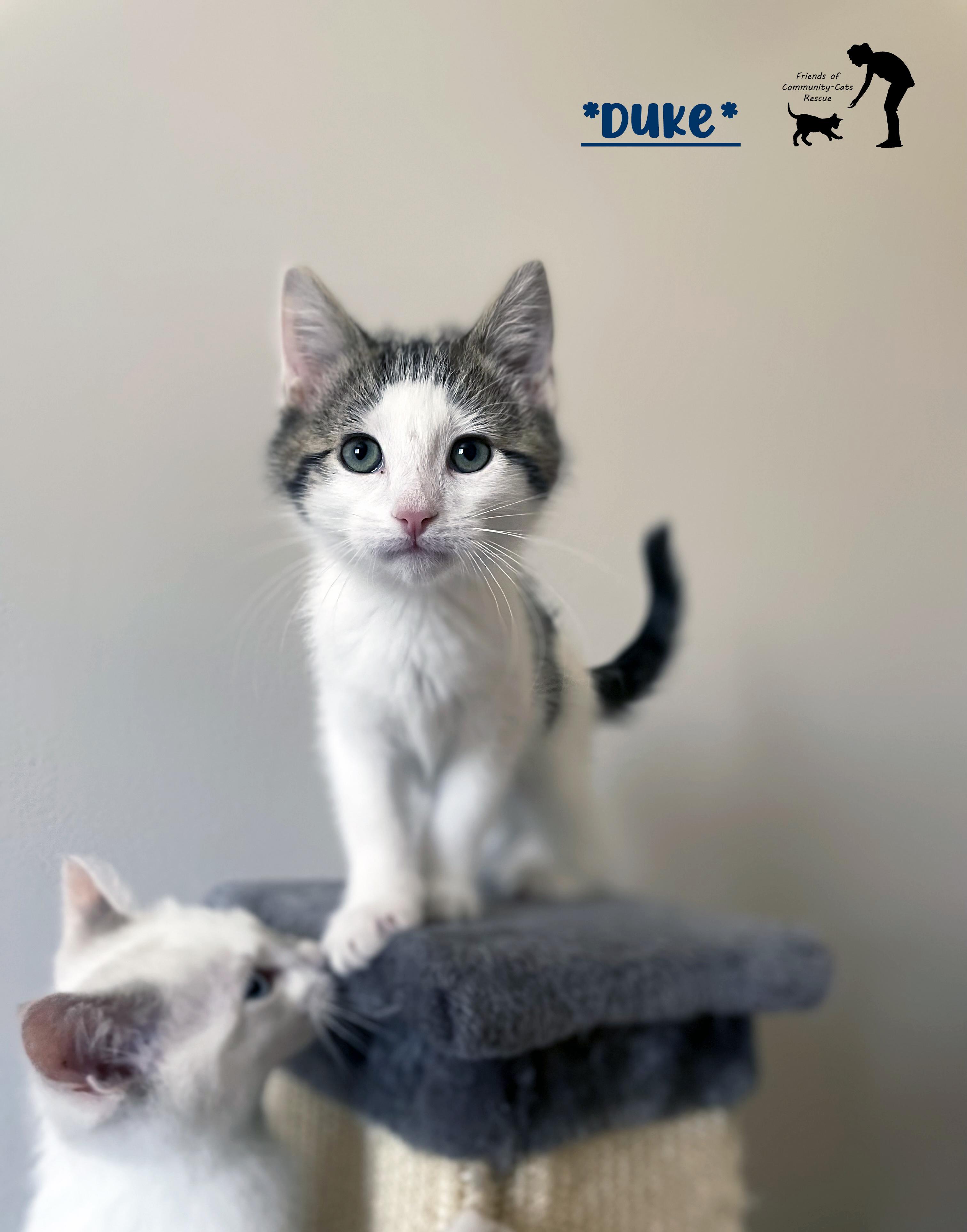 Duke, ADOPTABLE, Young Male Domestic Short Hair.