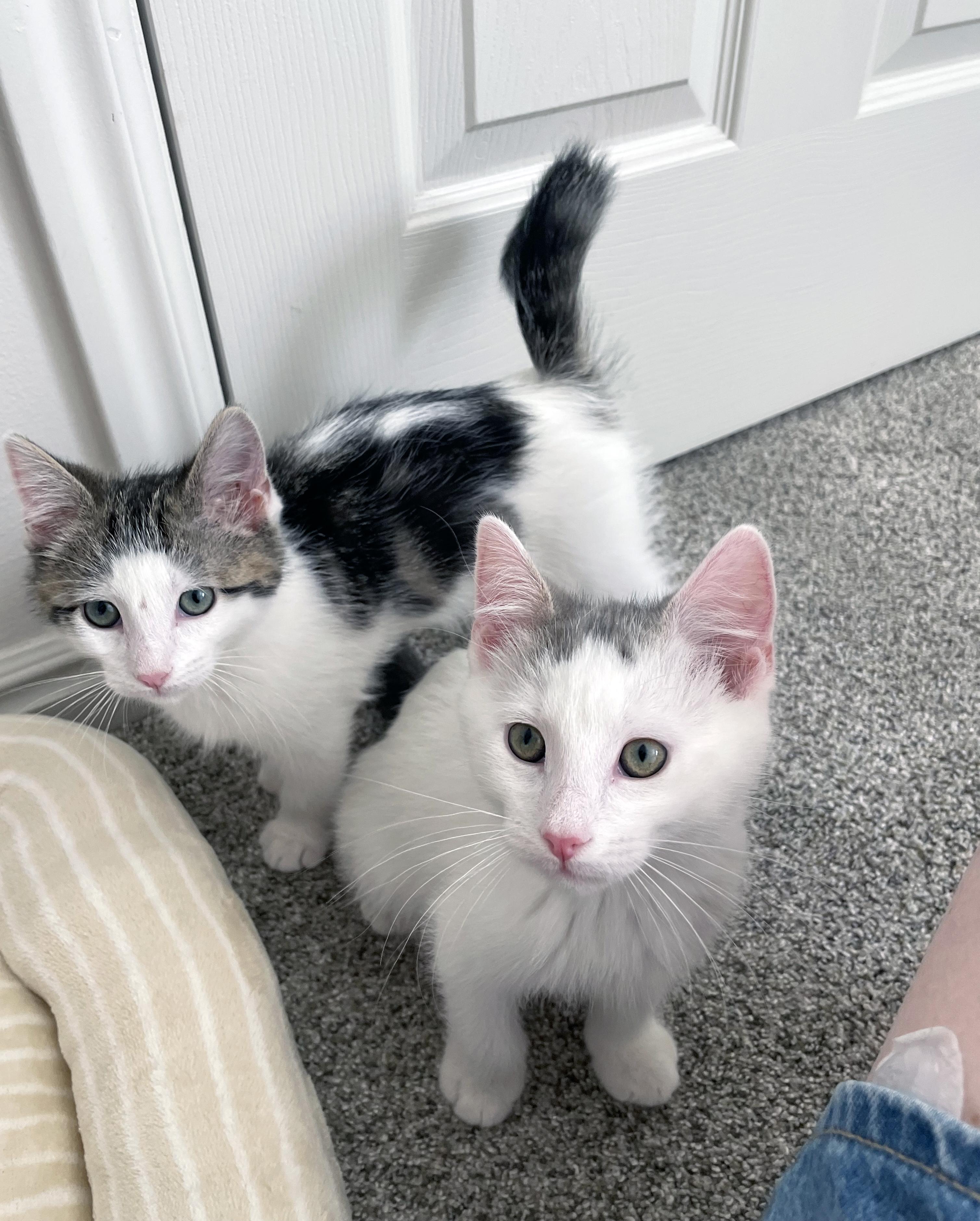 Enlarge Duke, a ADOPTABLE Domestic Short Hair in Centerville, UT image 2/6