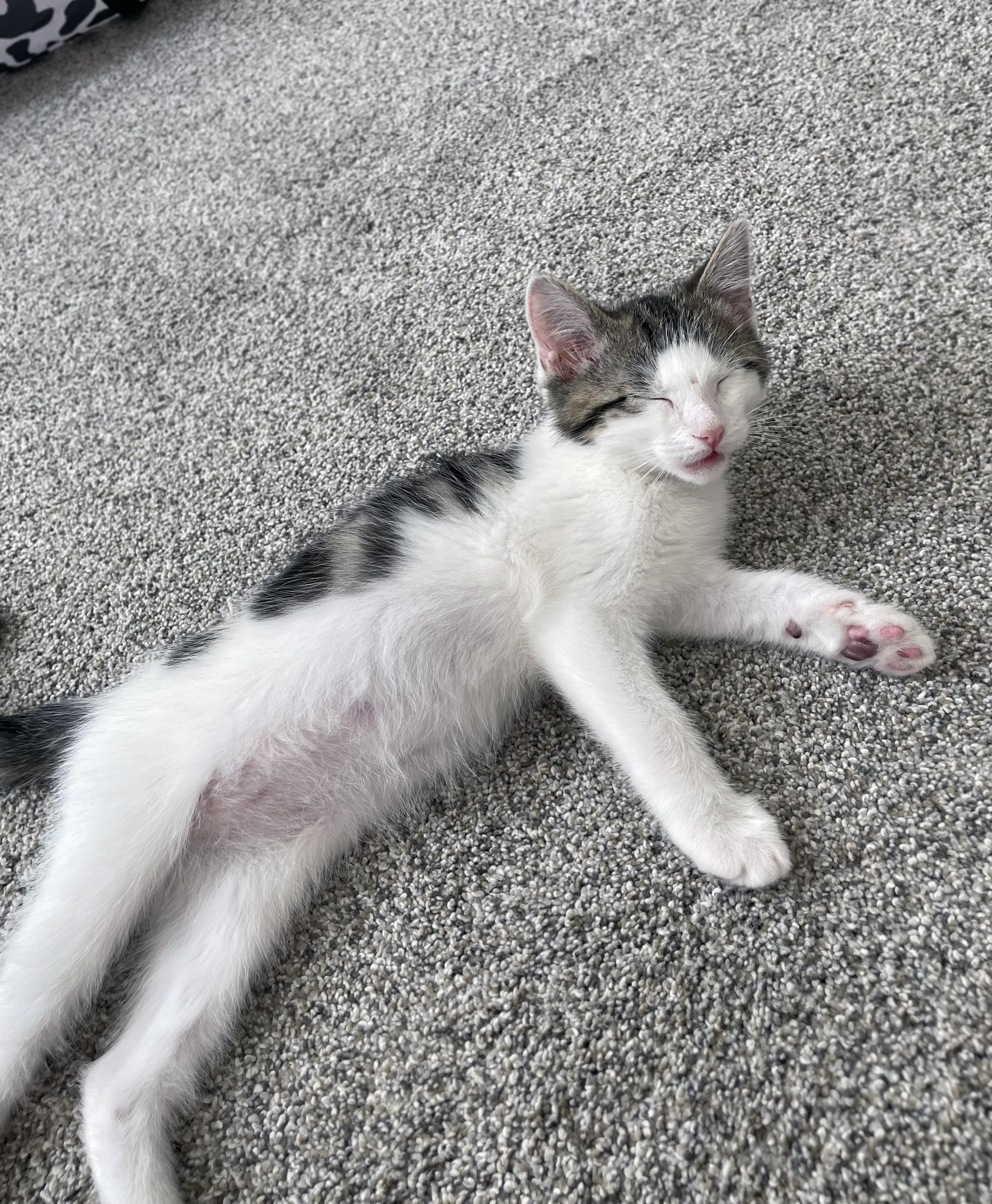 Enlarge Duke, a ADOPTABLE Domestic Short Hair in Centerville, UT image 3/6