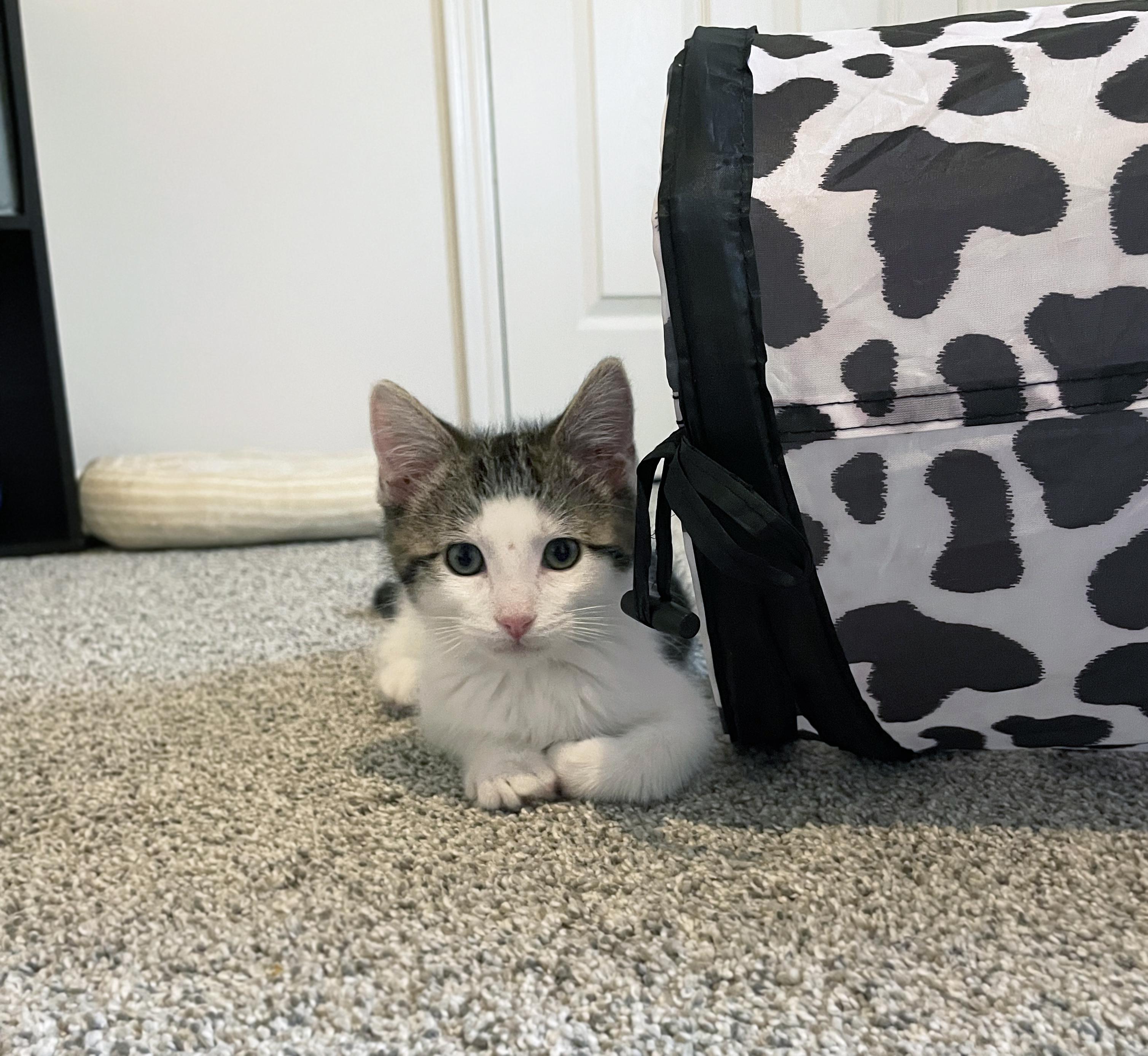 Enlarge Duke, a ADOPTABLE Domestic Short Hair in Centerville, UT image 5/6