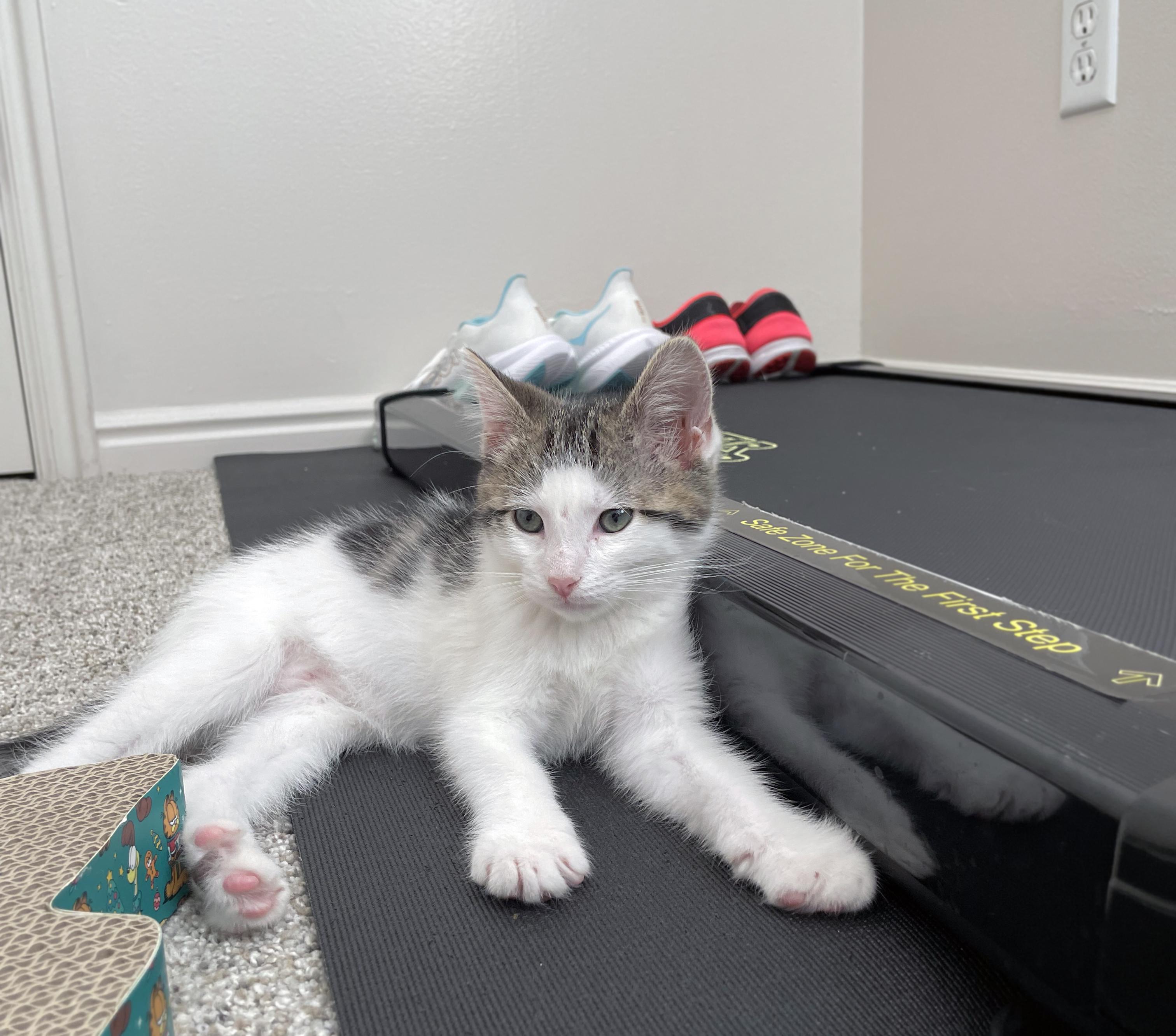 Enlarge Duke, a ADOPTABLE Domestic Short Hair in Centerville, UT image 4/6