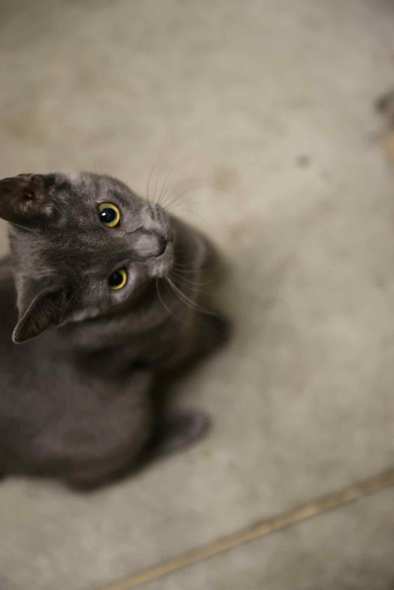 Enlarge Tommy Boy and Bagel, a Adoptable Domestic Short Hair in London, ON image 1/6