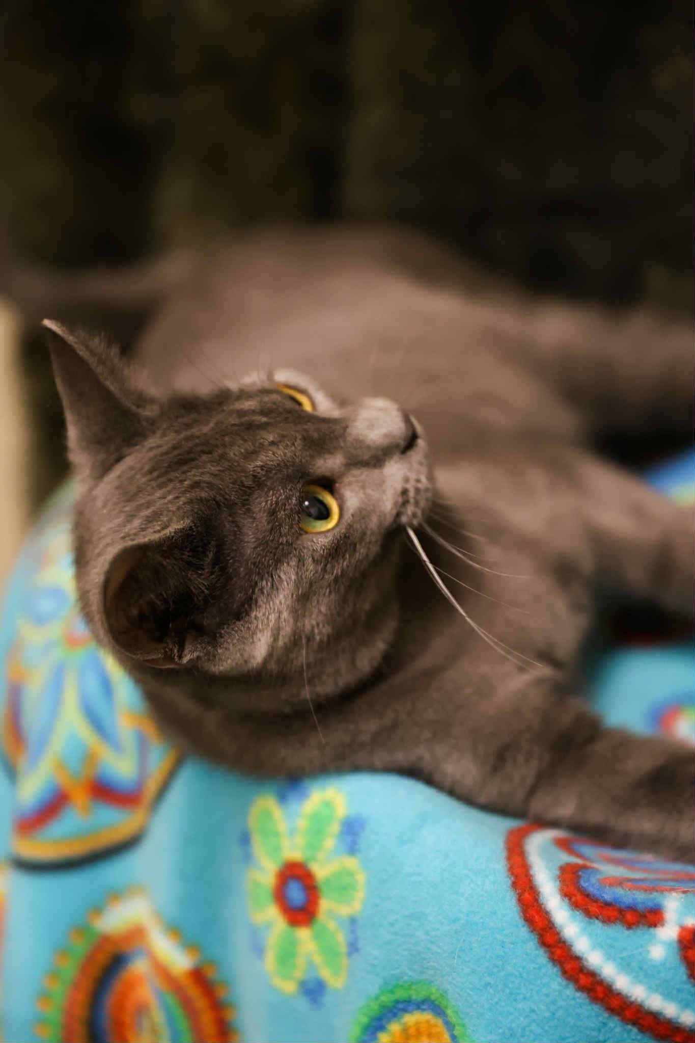 Enlarge Tommy Boy and Bagel, a Adoptable Domestic Short Hair in London, ON image 2/6