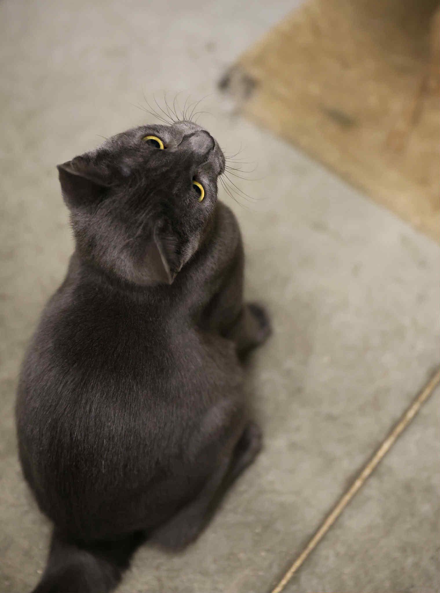 Enlarge Tommy Boy and Bagel, a Adoptable Domestic Short Hair in London, ON image 3/6