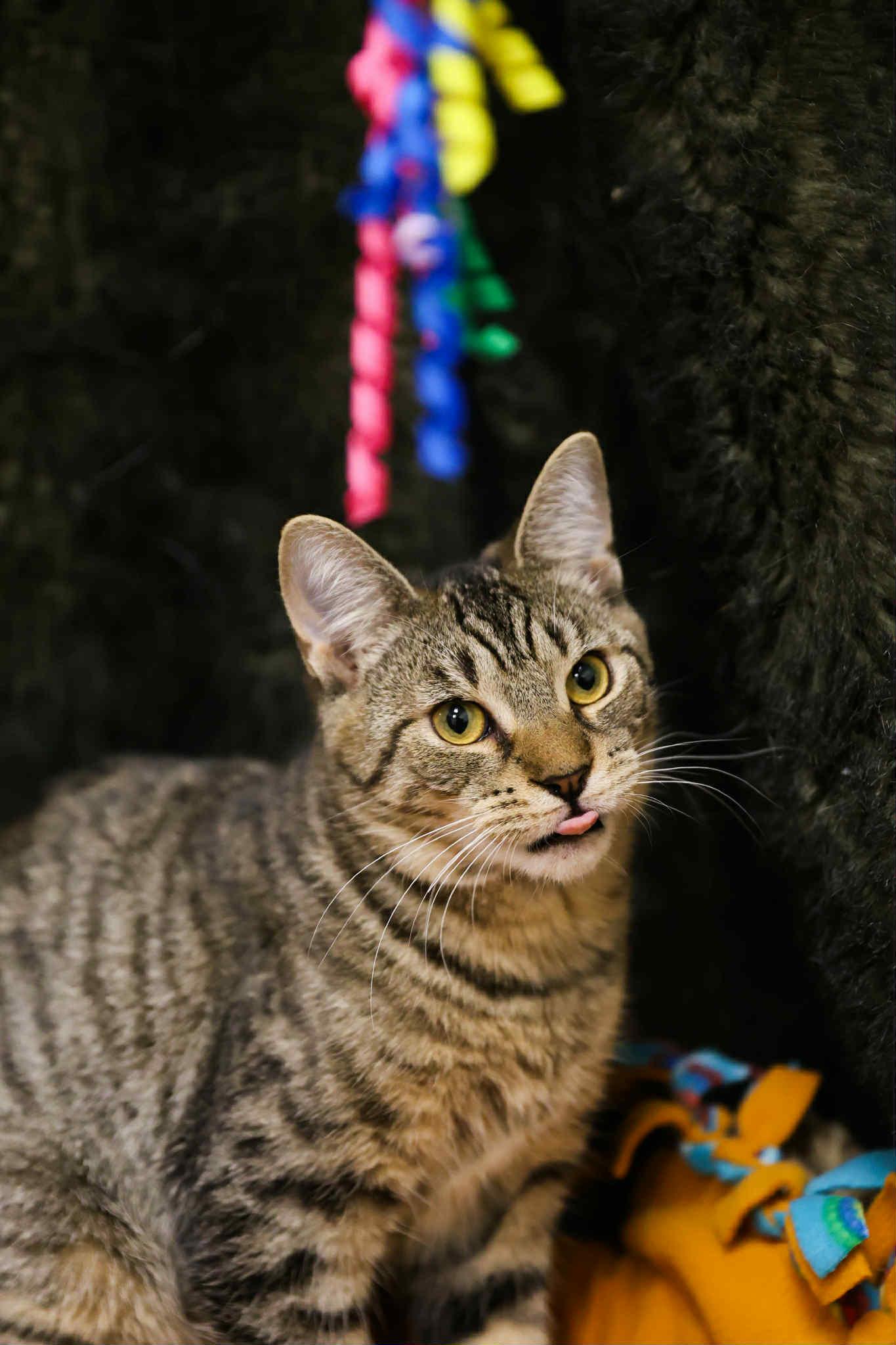 Enlarge Tommy Boy and Bagel, a Adoptable Domestic Short Hair in London, ON image 4/6