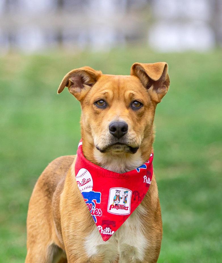 Enlarge Rudy, a Adoptable Shepherd in Coatesville, PA image 1/2