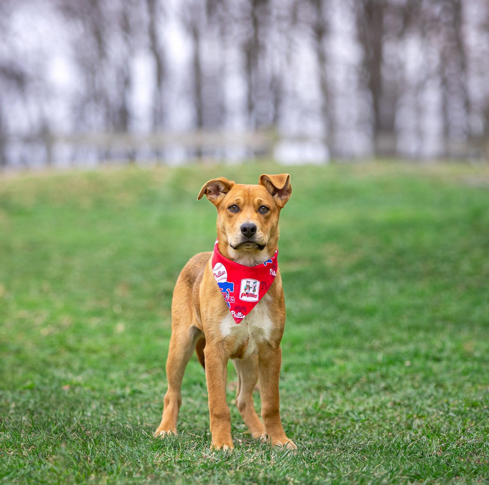 Enlarge Rudy, a Adoptable Shepherd in Coatesville, PA image 2/2