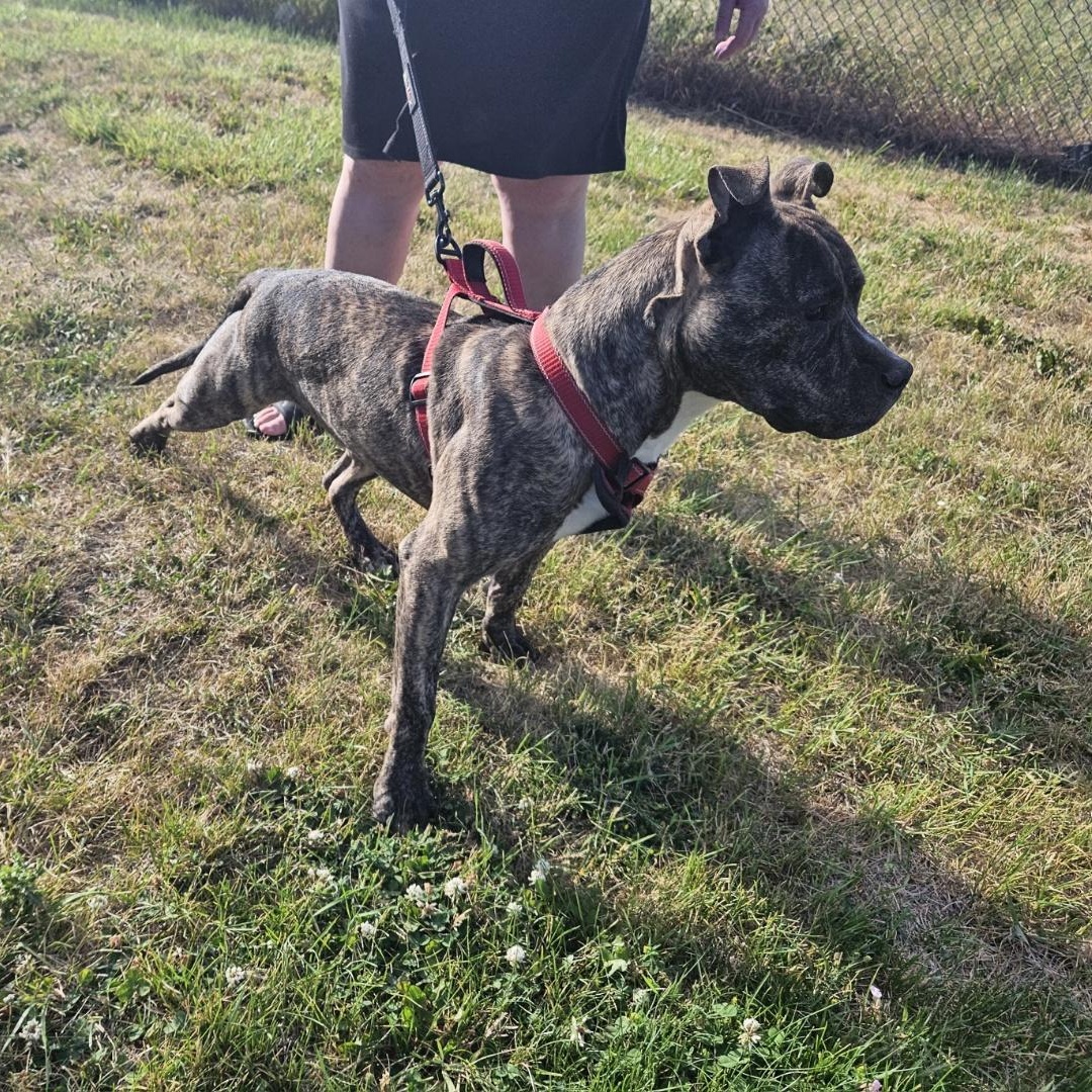 Taylor - Malnourished Puppy Needs Caring Foster!, Baby Male Pit Bull Terrier