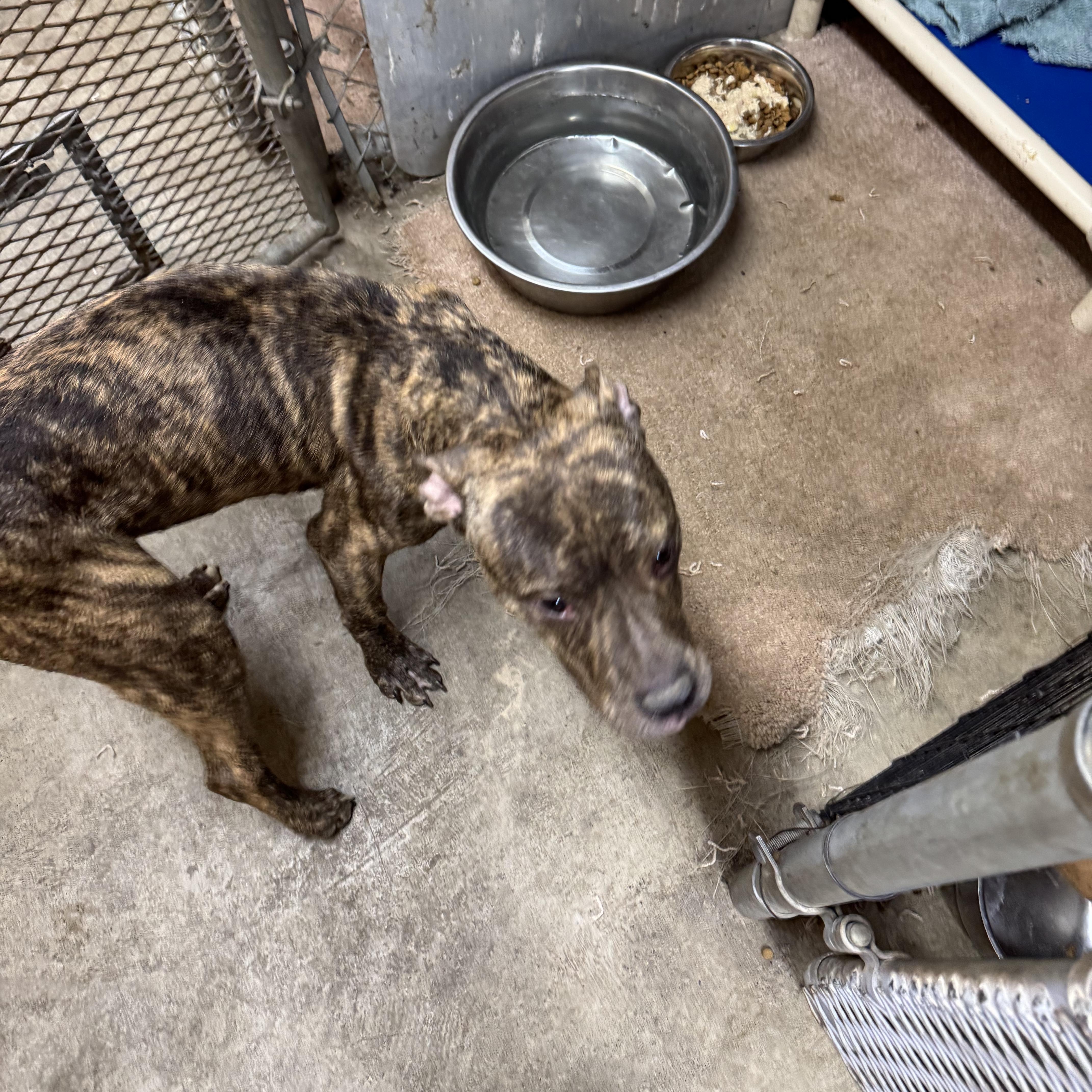 Taylor - Malnourished Puppy Needs Caring Foster! photo 4