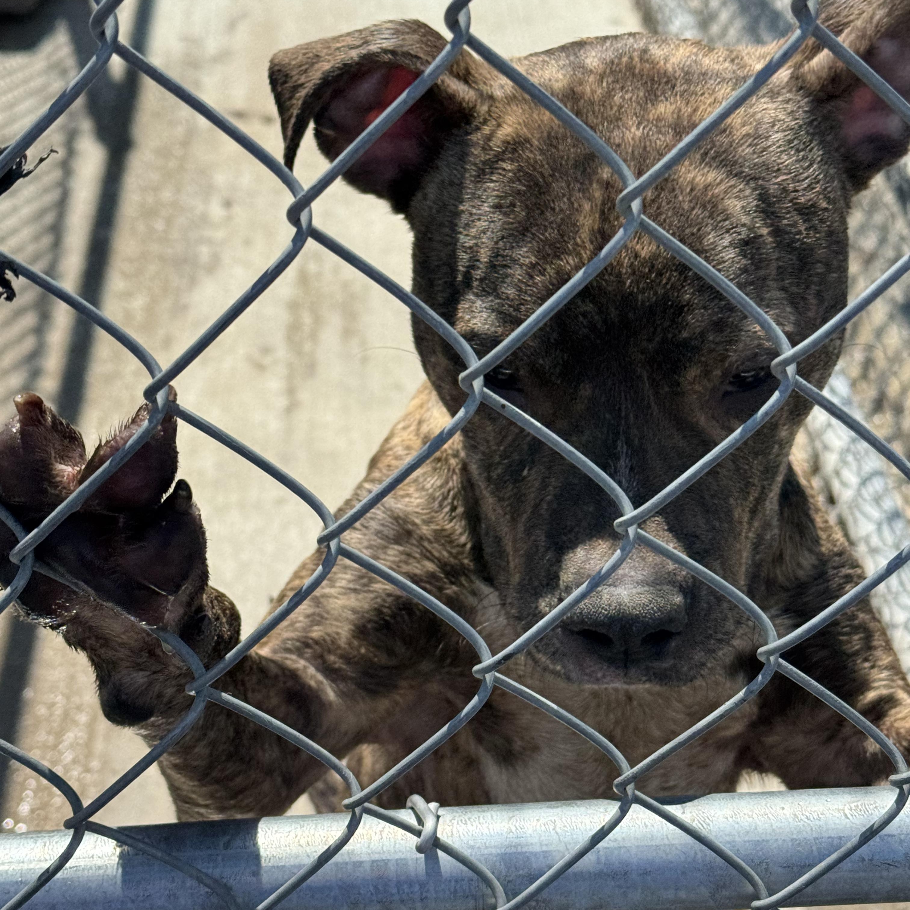 Taylor - Malnourished Puppy Needs Caring Foster! photo 5