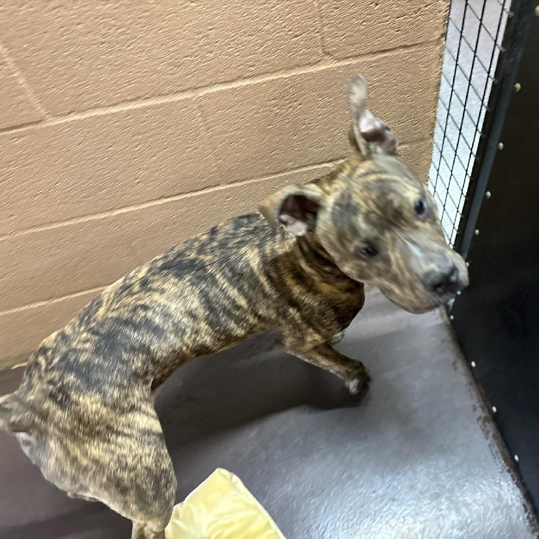 Taylor - Malnourished Puppy Needs Caring Foster! photo 3
